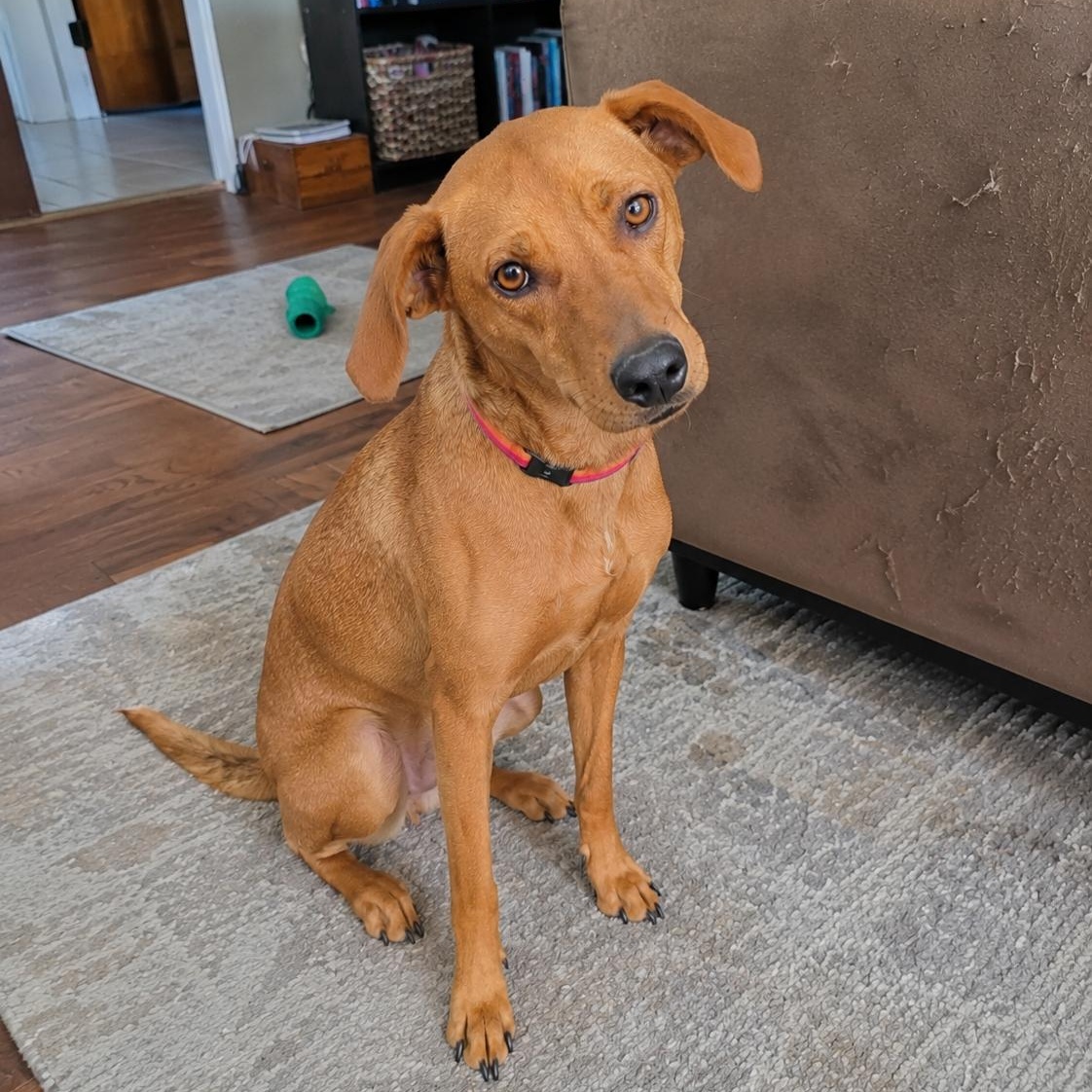 Enlarge Apricot, a Adoptable mixed breed in Encinitas, CA image 1/4