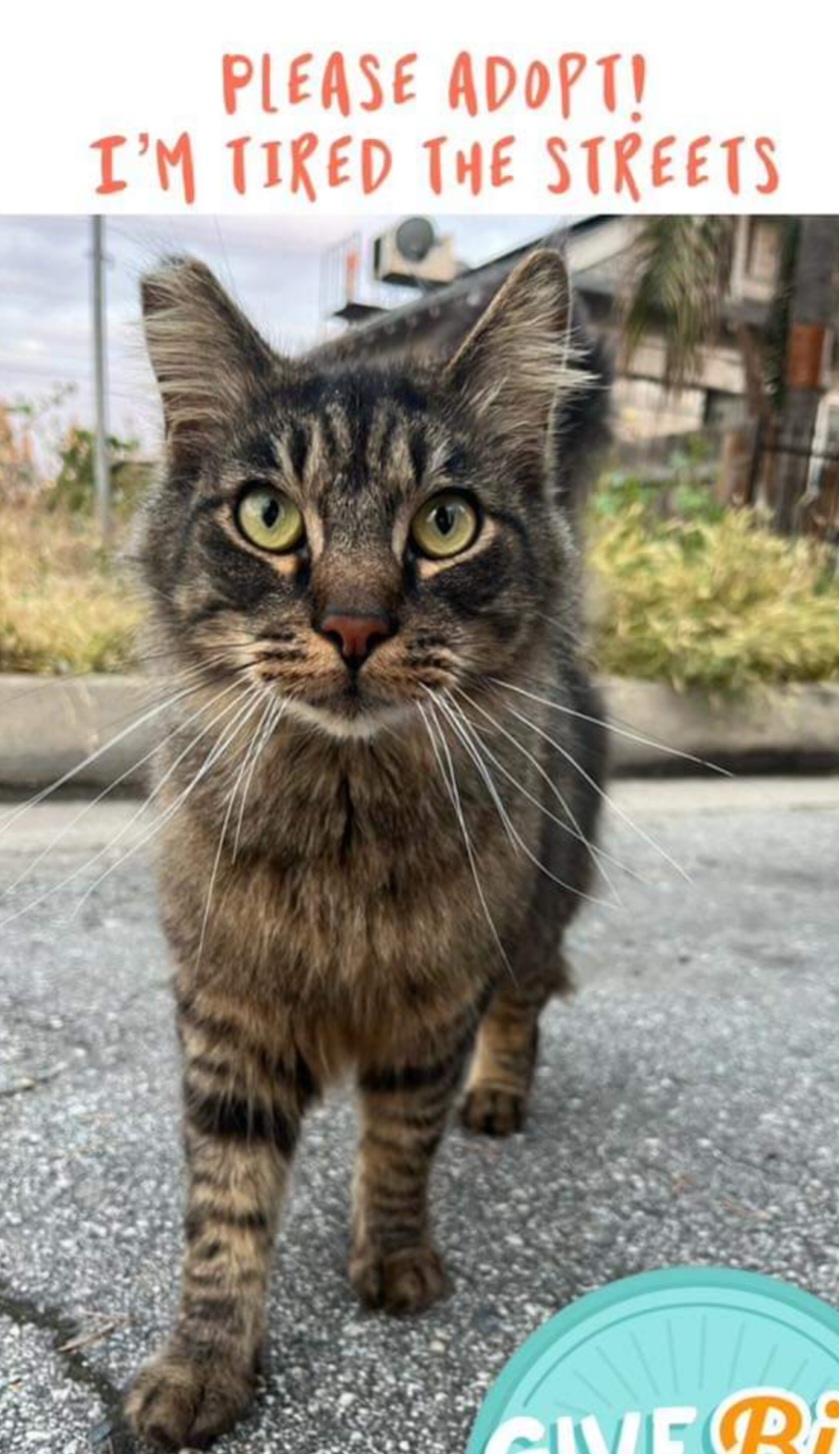 Enlarge Momma Kitty, a Adoptable Domestic Short Hair in Bakersfield, CA image 1/4