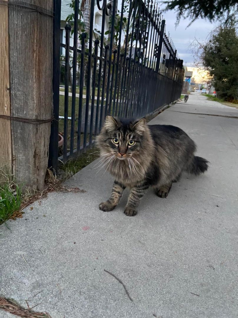 Enlarge Momma Kitty, a Adoptable Domestic Short Hair in Bakersfield, CA image 2/4