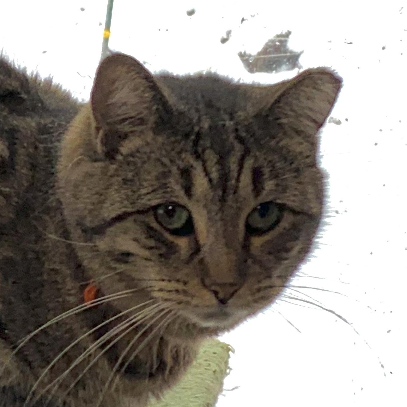 Squirrel, Adoptable, Adult Female Domestic Short Hair.