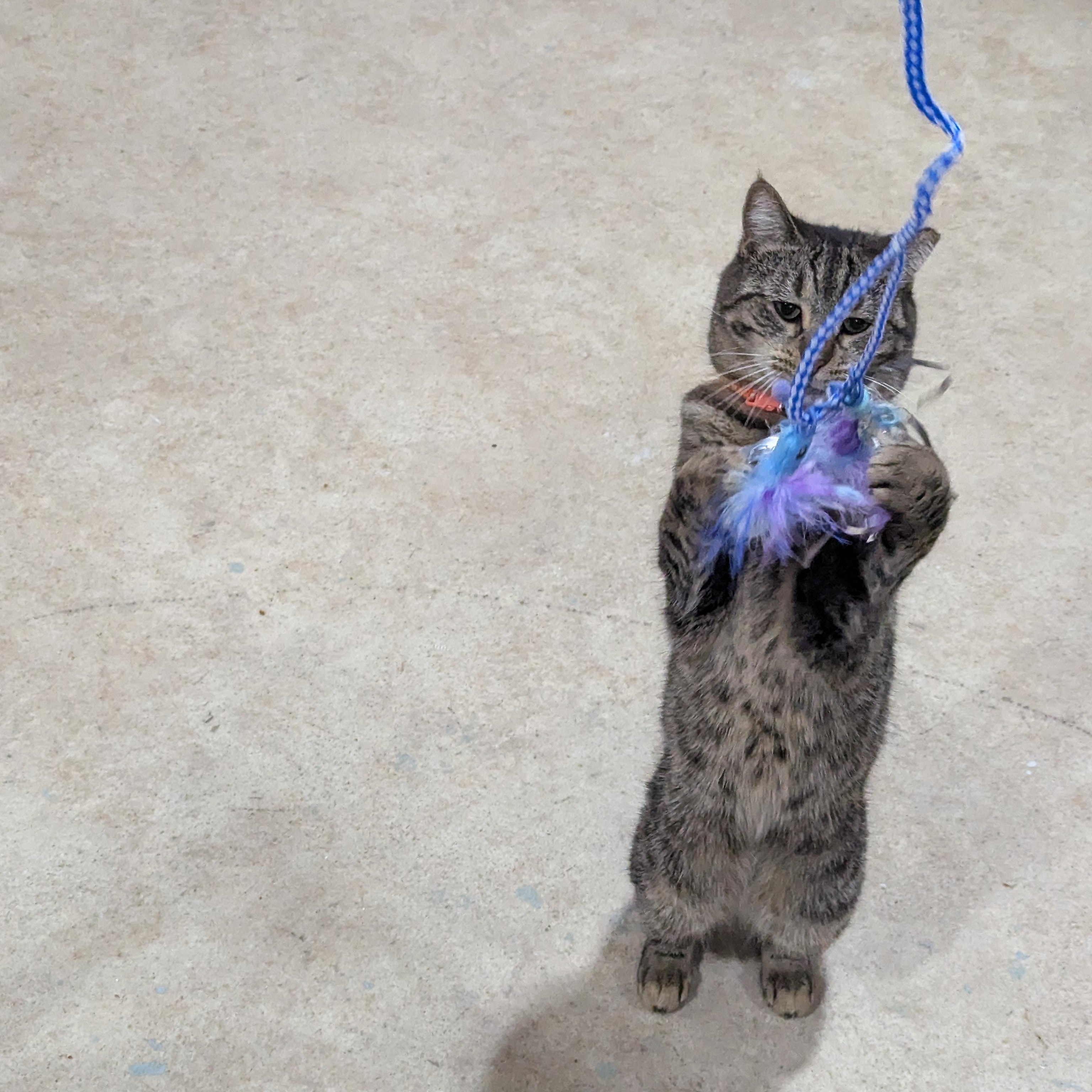 Enlarge Squirrel, a Adoptable Domestic Short Hair in Stockholm, WI image 2/4