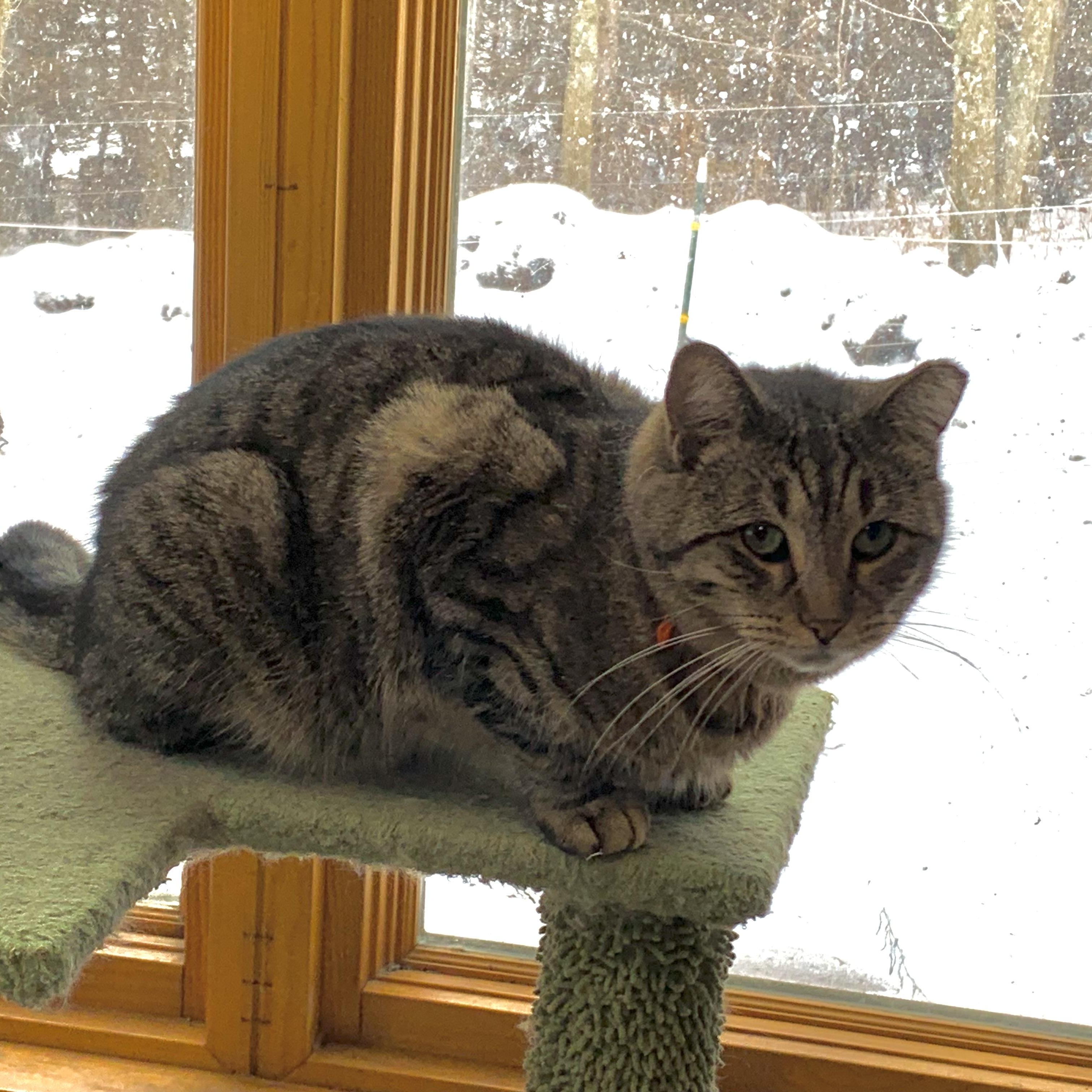 Enlarge Squirrel, a Adoptable Domestic Short Hair in Stockholm, WI image 3/4