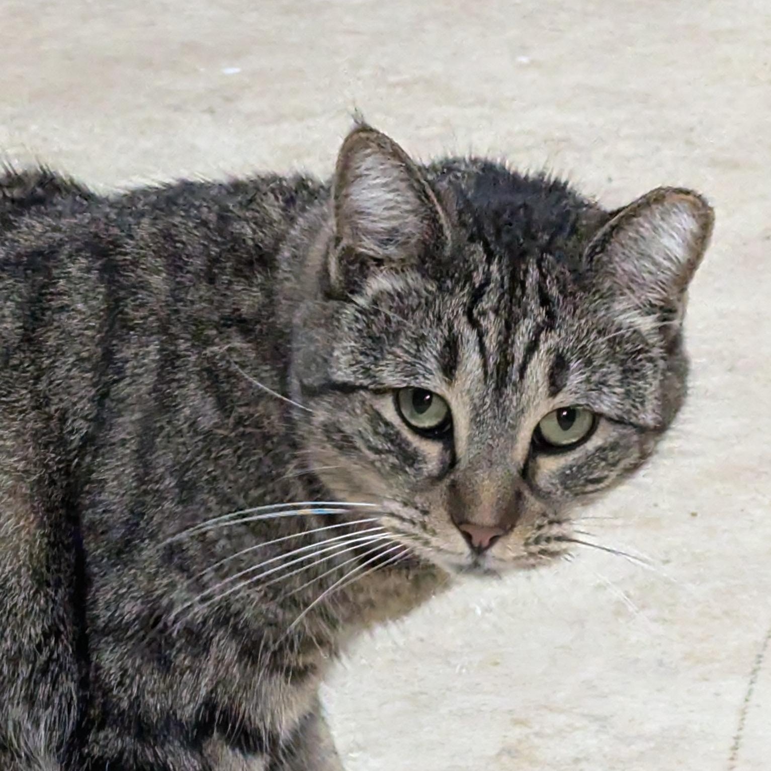 Enlarge Squirrel, a Adoptable Domestic Short Hair in Stockholm, WI image 4/4