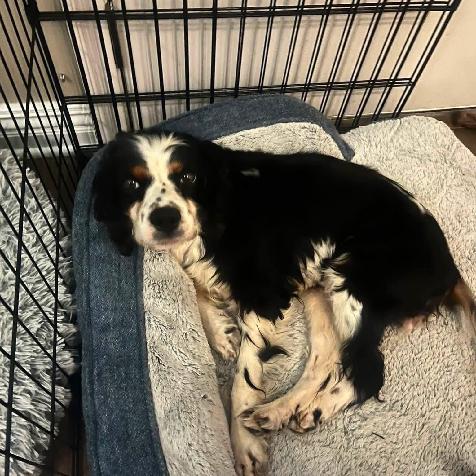 Duchess, an adopted Cavalier King Charles Spaniel in Minooka, IL image 2/2