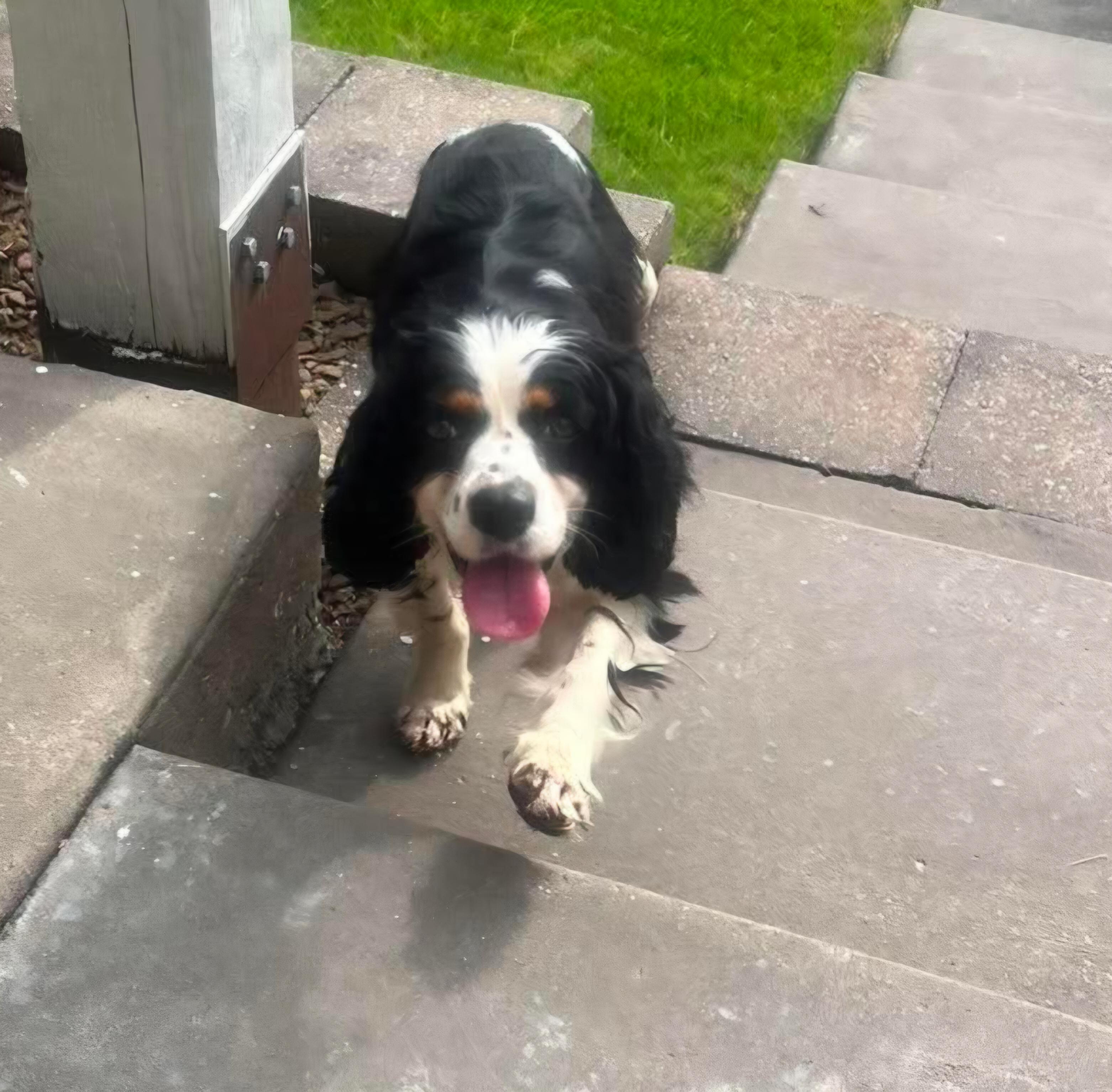 Duchess, adopted, Young Female Cavalier King Charles Spaniel.