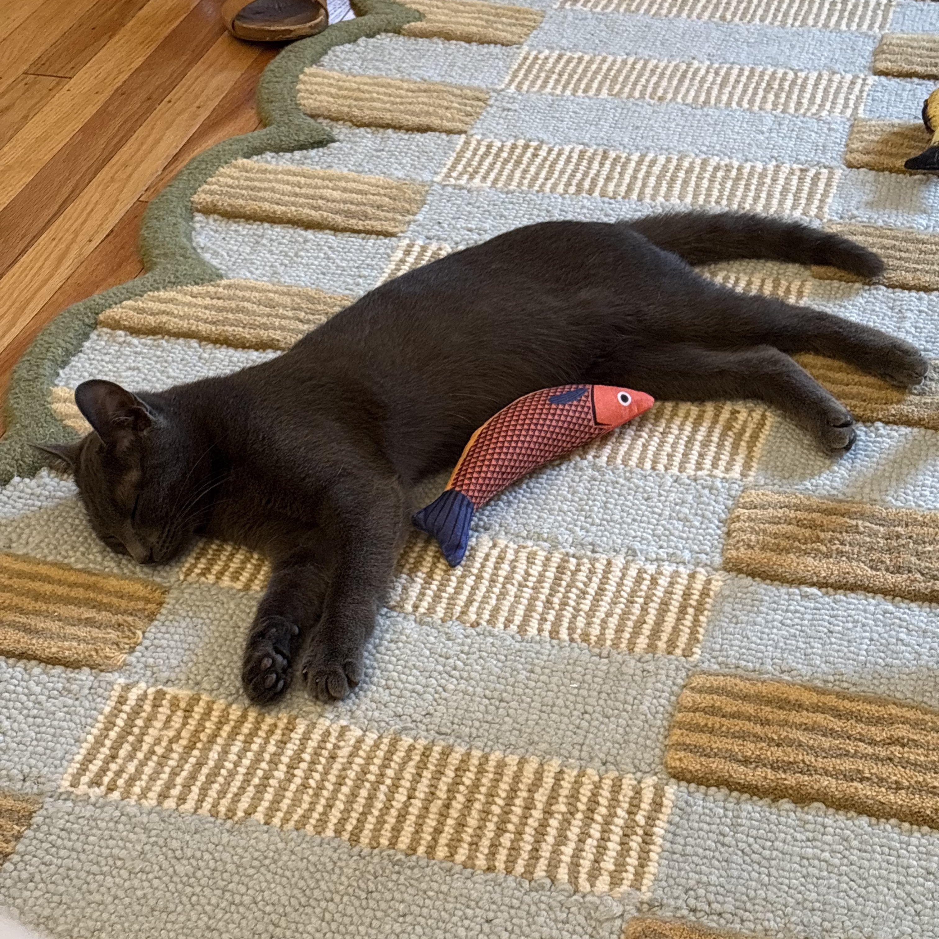 Enlarge Slate, an adopted Domestic Short Hair in Philadelphia, PA image 3/6