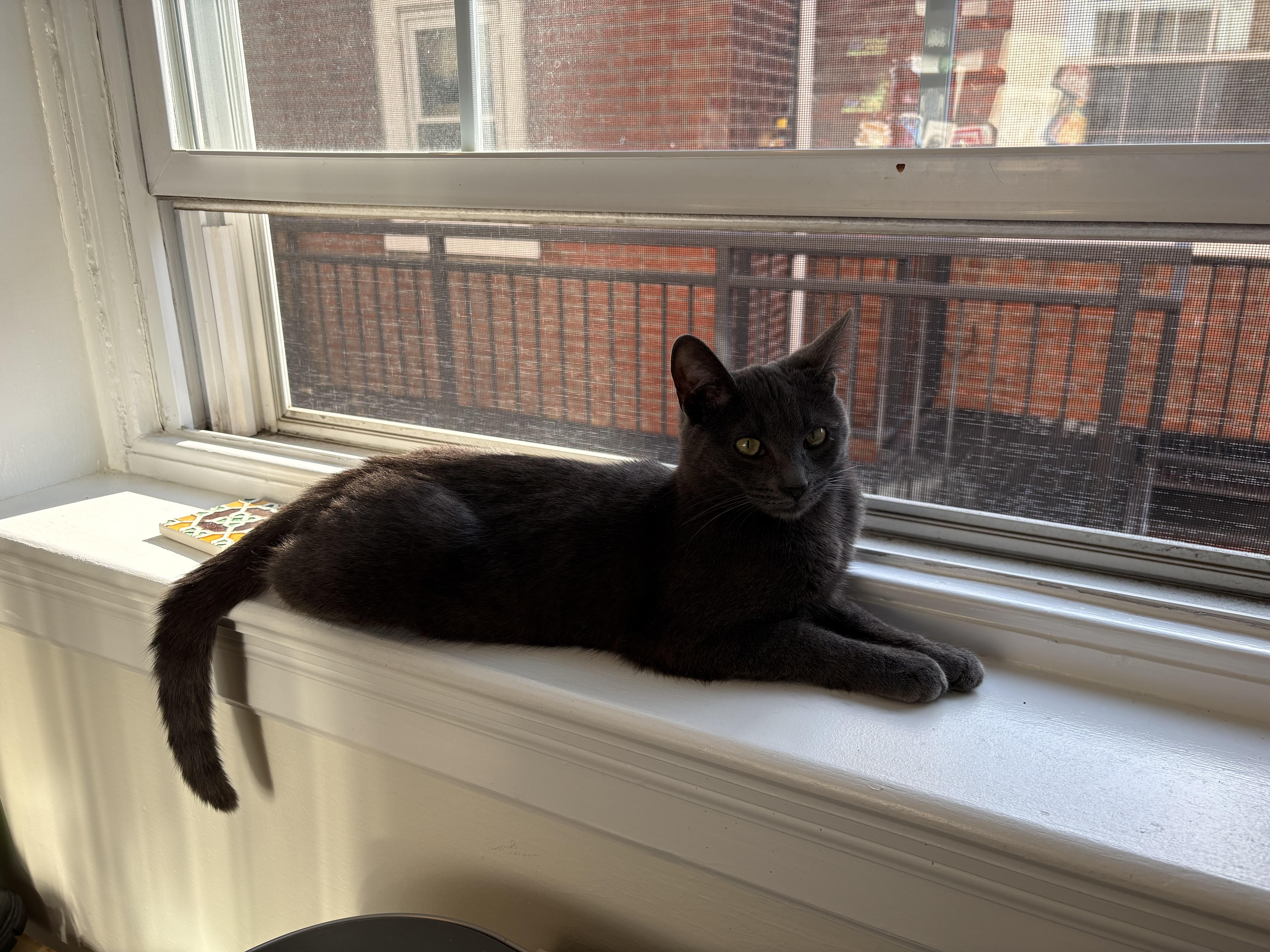 Enlarge Slate, an adopted Domestic Short Hair in Philadelphia, PA image 6/6