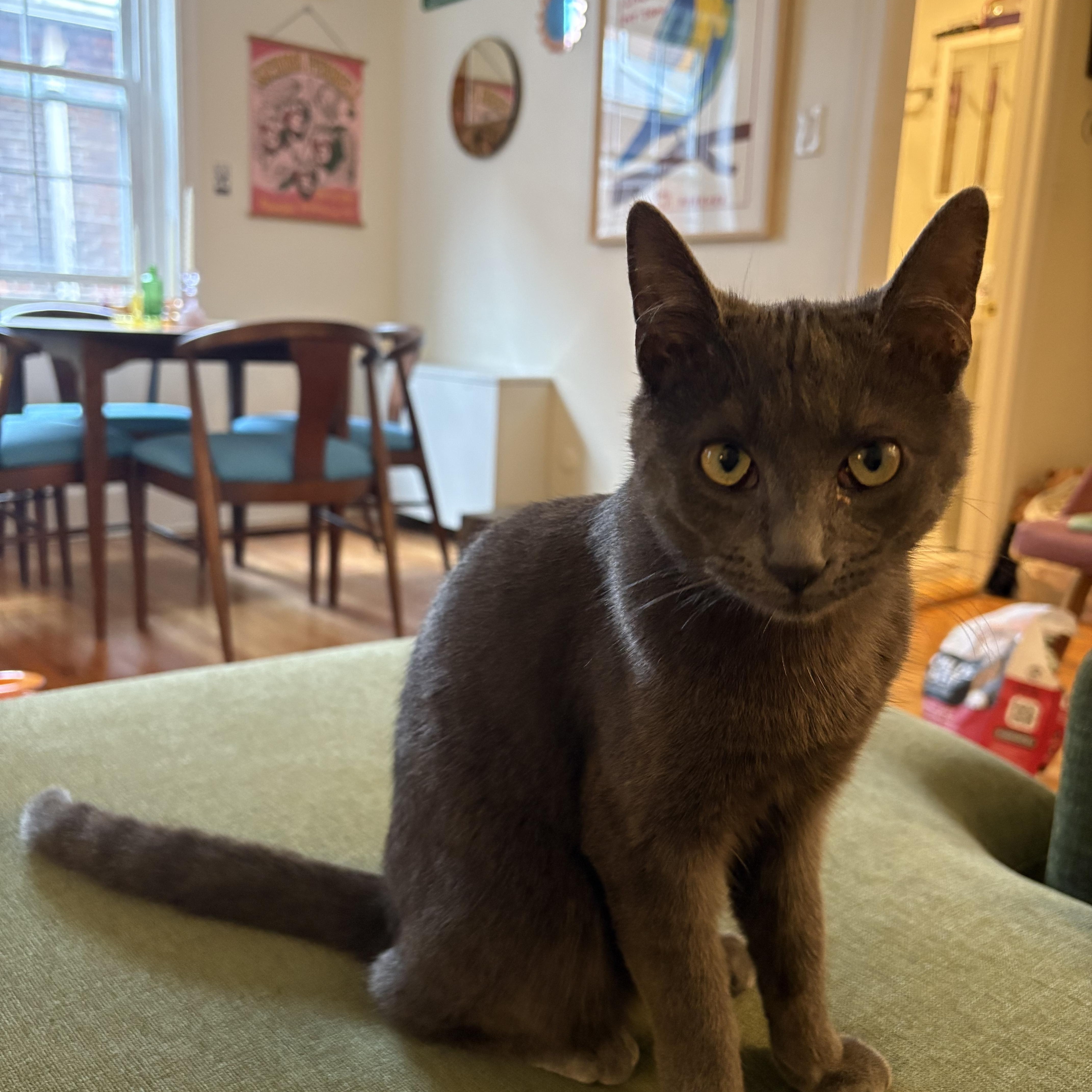 Enlarge Slate, an adopted Domestic Short Hair in Philadelphia, PA image 4/6