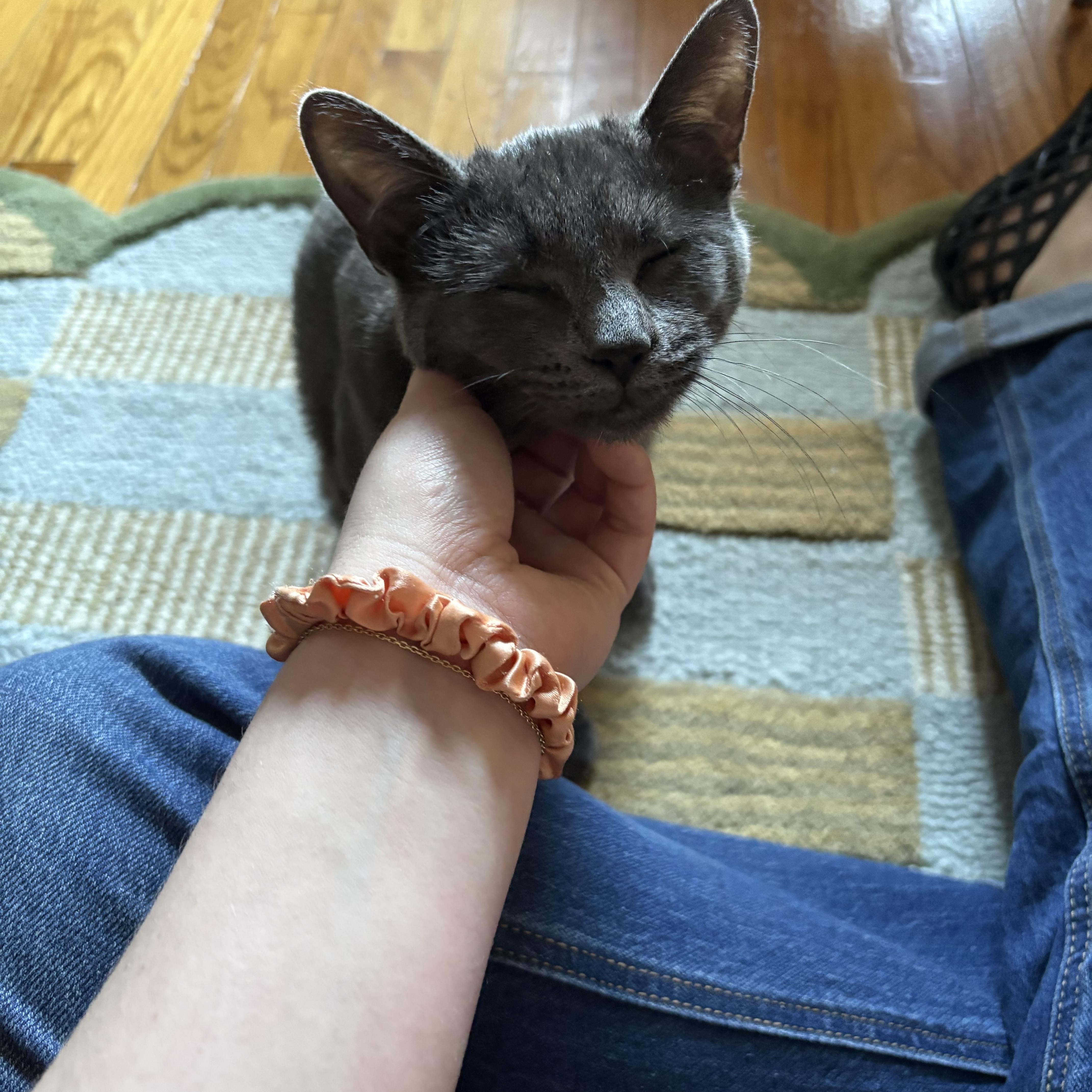 Enlarge Slate, an adopted Domestic Short Hair in Philadelphia, PA image 5/6