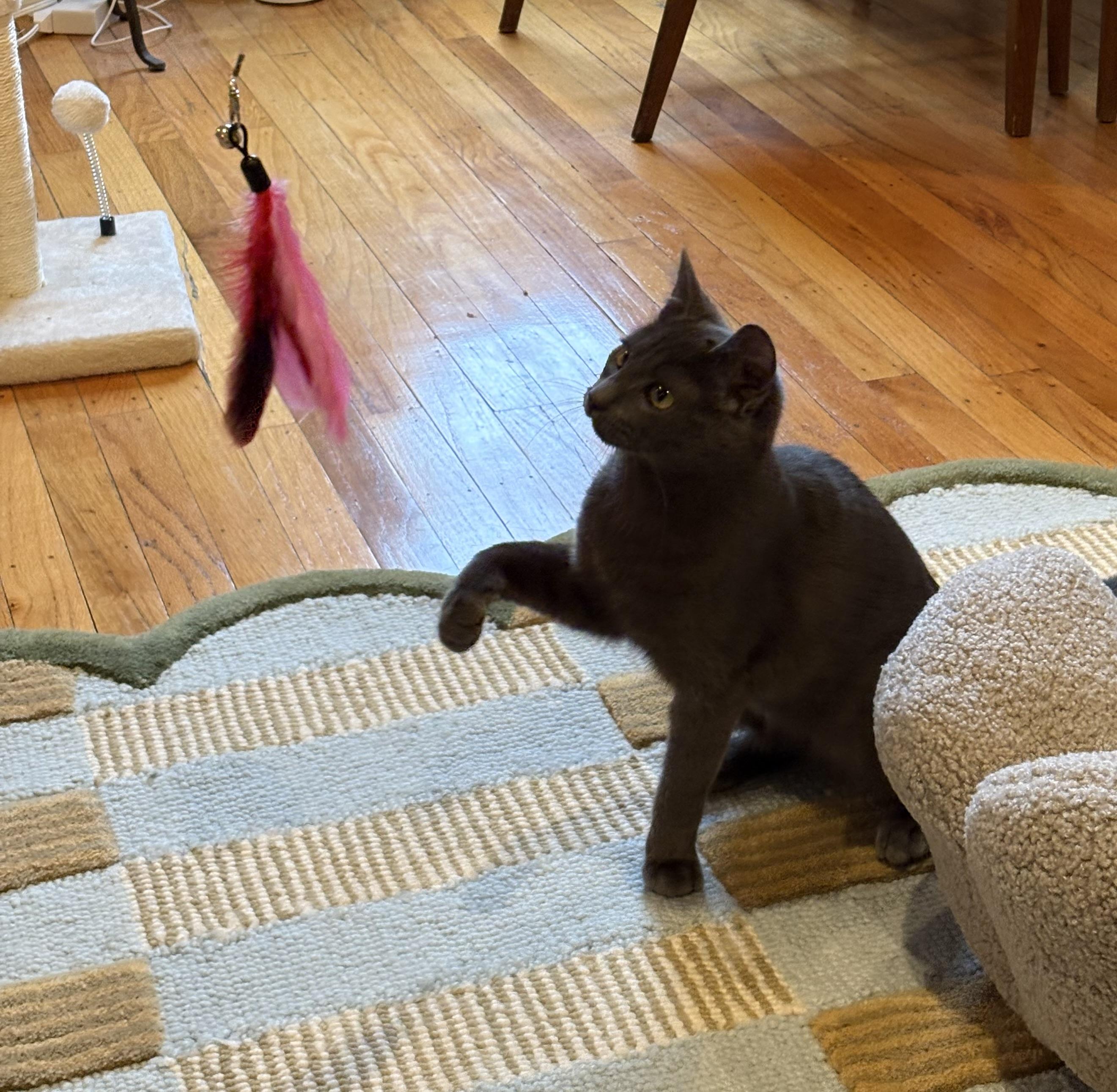 Enlarge Slate, an adopted Domestic Short Hair in Philadelphia, PA image 2/6