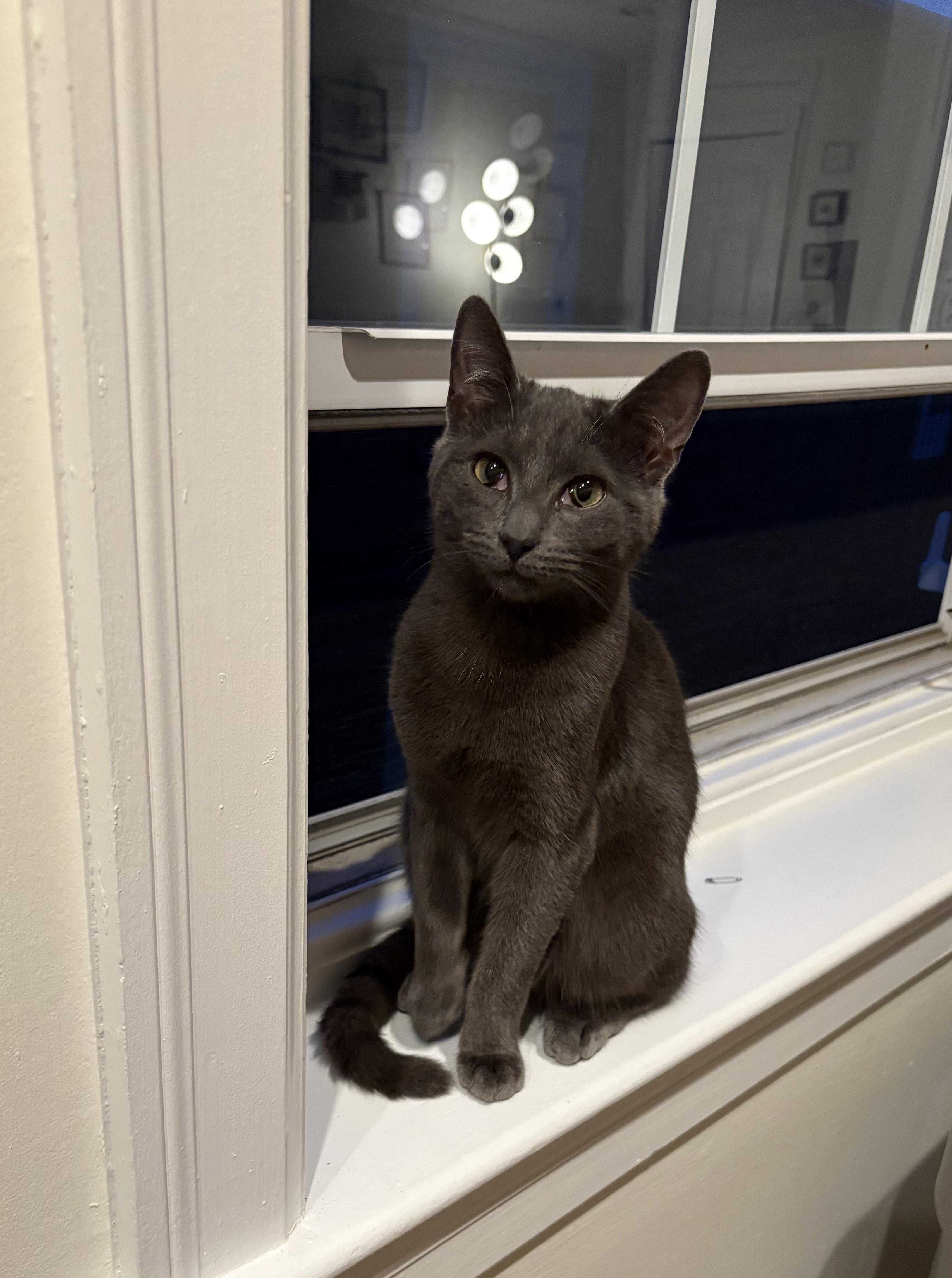 Enlarge Slate, an adopted Domestic Short Hair in Philadelphia, PA image 1/6