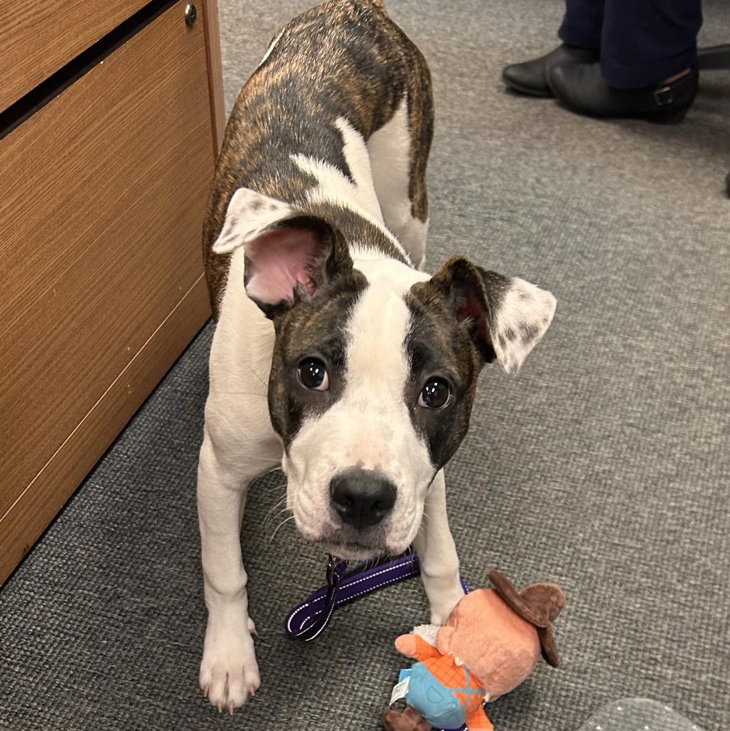 Candy, adopted, Puppy Female Mixed Breed.