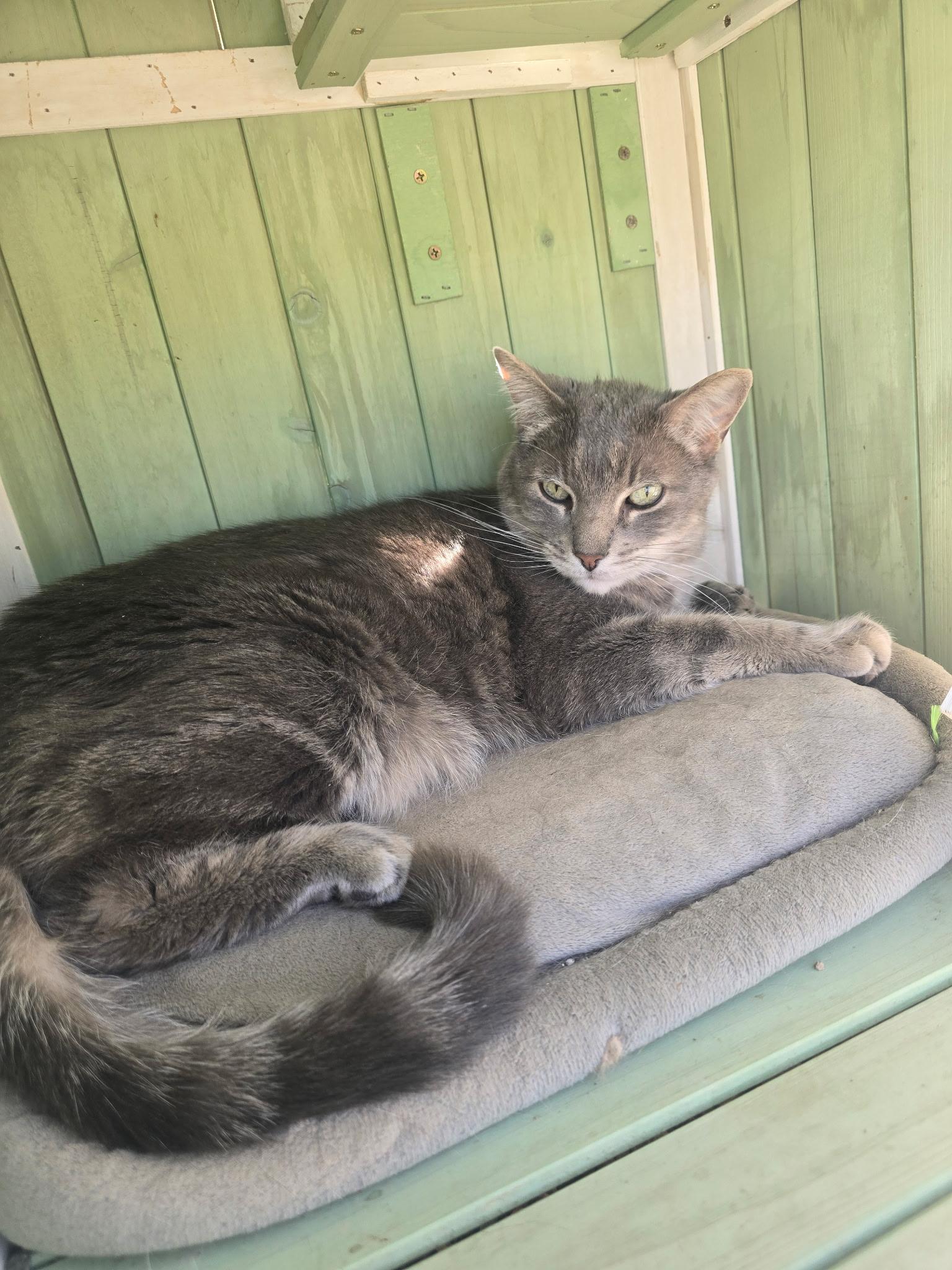 Smokey, ADOPTABLE, Adult Male Domestic Short Hair.