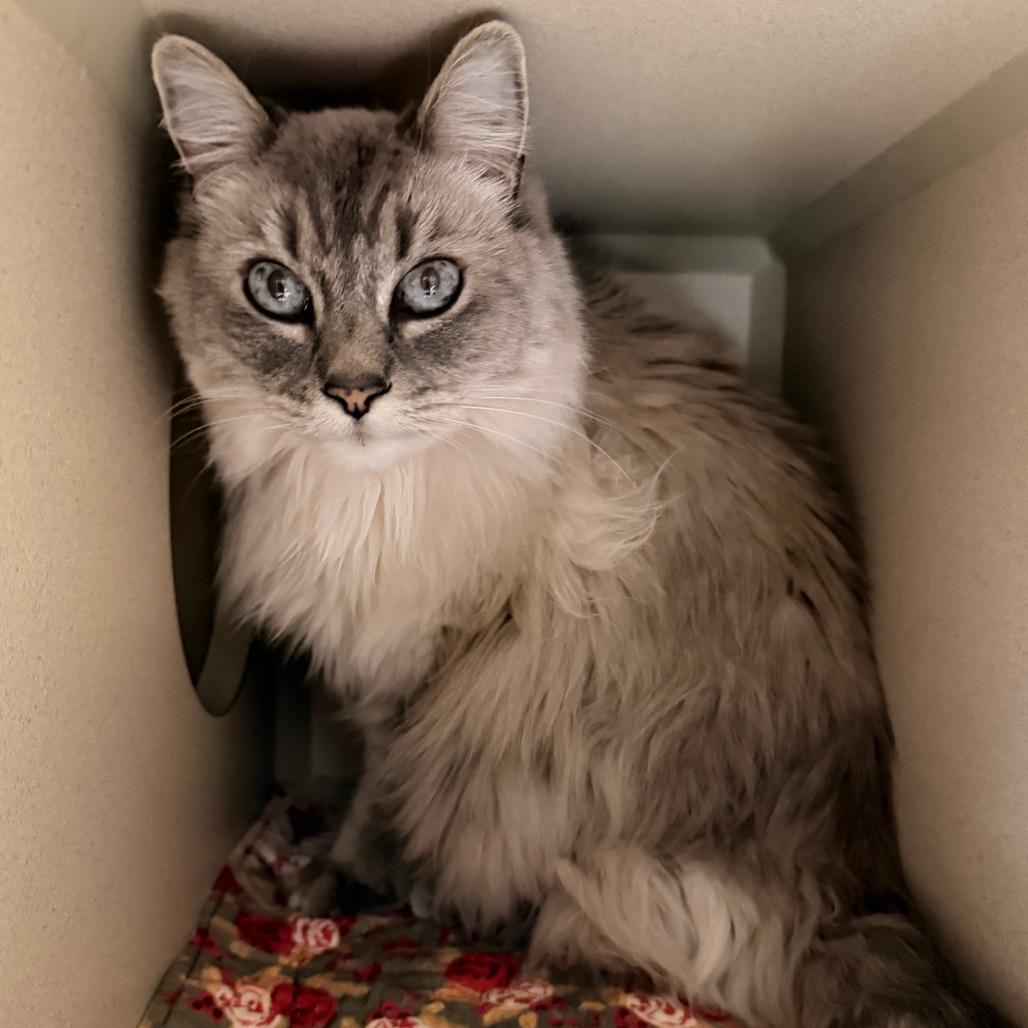 Clementine thumbnail 2