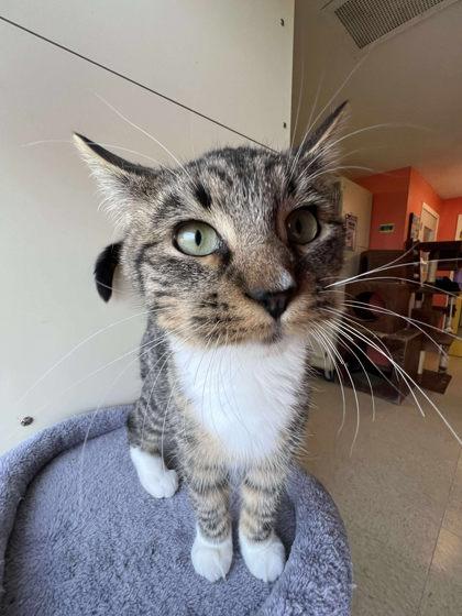 Frog Legs, Adoptable, Kitten Male Domestic Short Hair & Domestic Short Hair.