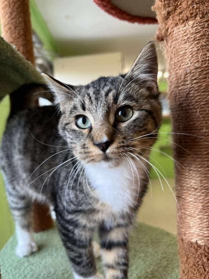 Enlarge Frog Legs, a Adoptable mixed breed in Scottsbluff, NE image 2/3