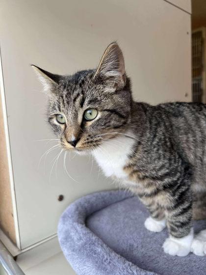 Enlarge Frog Legs, a Adoptable mixed breed in Scottsbluff, NE image 3/3