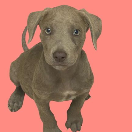 Hermione, Adoptable, Young Female Labrador Retriever & Terrier.