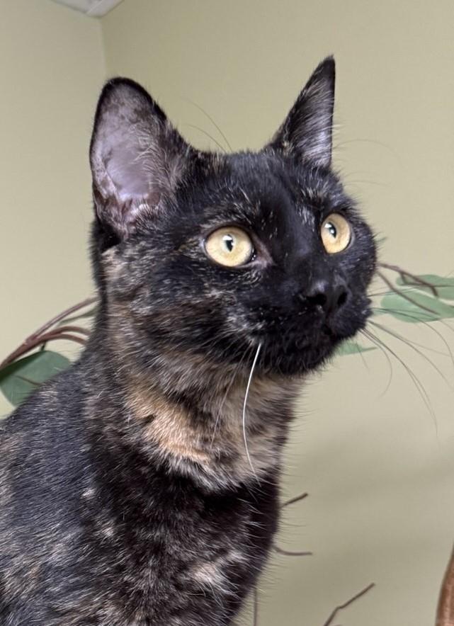 Lilly, an adoptable Domestic Short Hair in Hastings, NE image 1/3