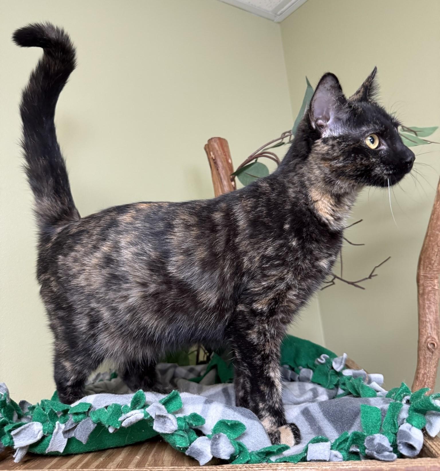 Lilly, an adoptable Domestic Short Hair in Hastings, NE image 3/3