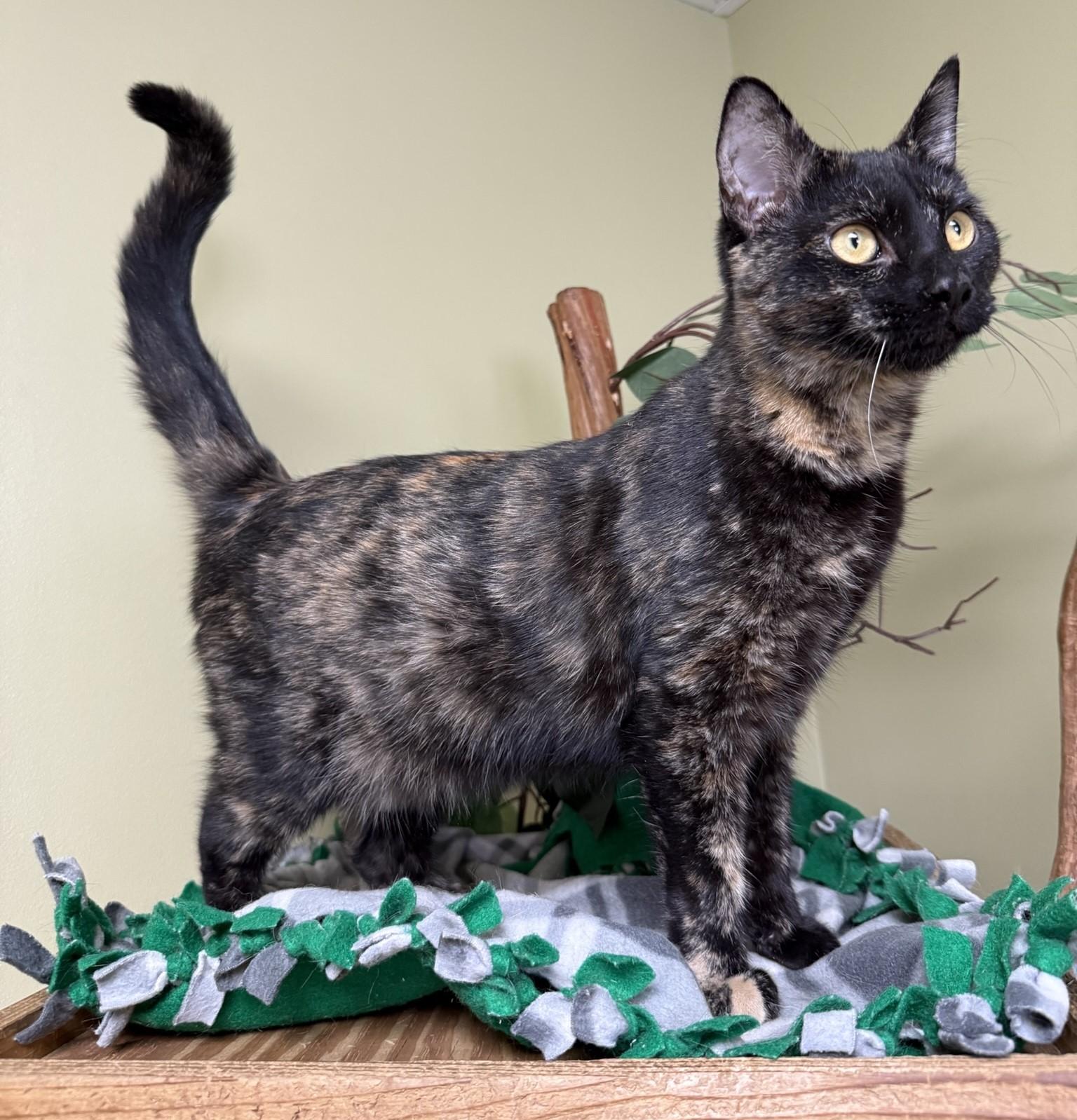 Lilly, an adoptable Domestic Short Hair in Hastings, NE image 2/3