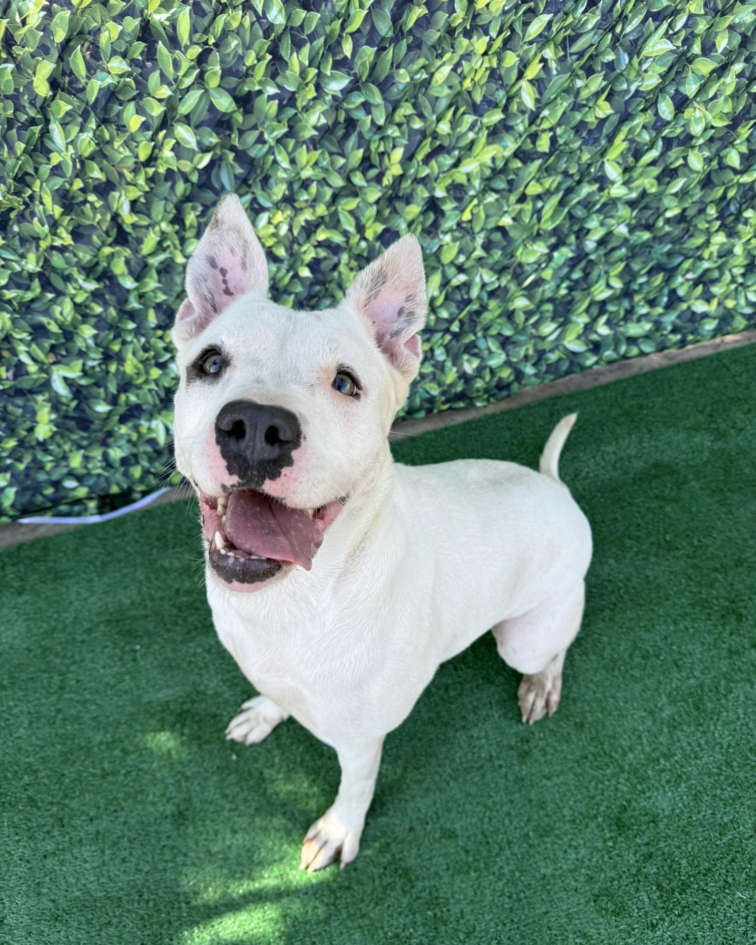 Sunnie **Courtesy Post. Out of town pet. See below for details**