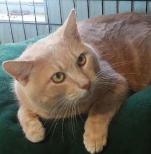 Juniper 1, a Adoptable mixed breed in Pittsboro, NC image 1/3