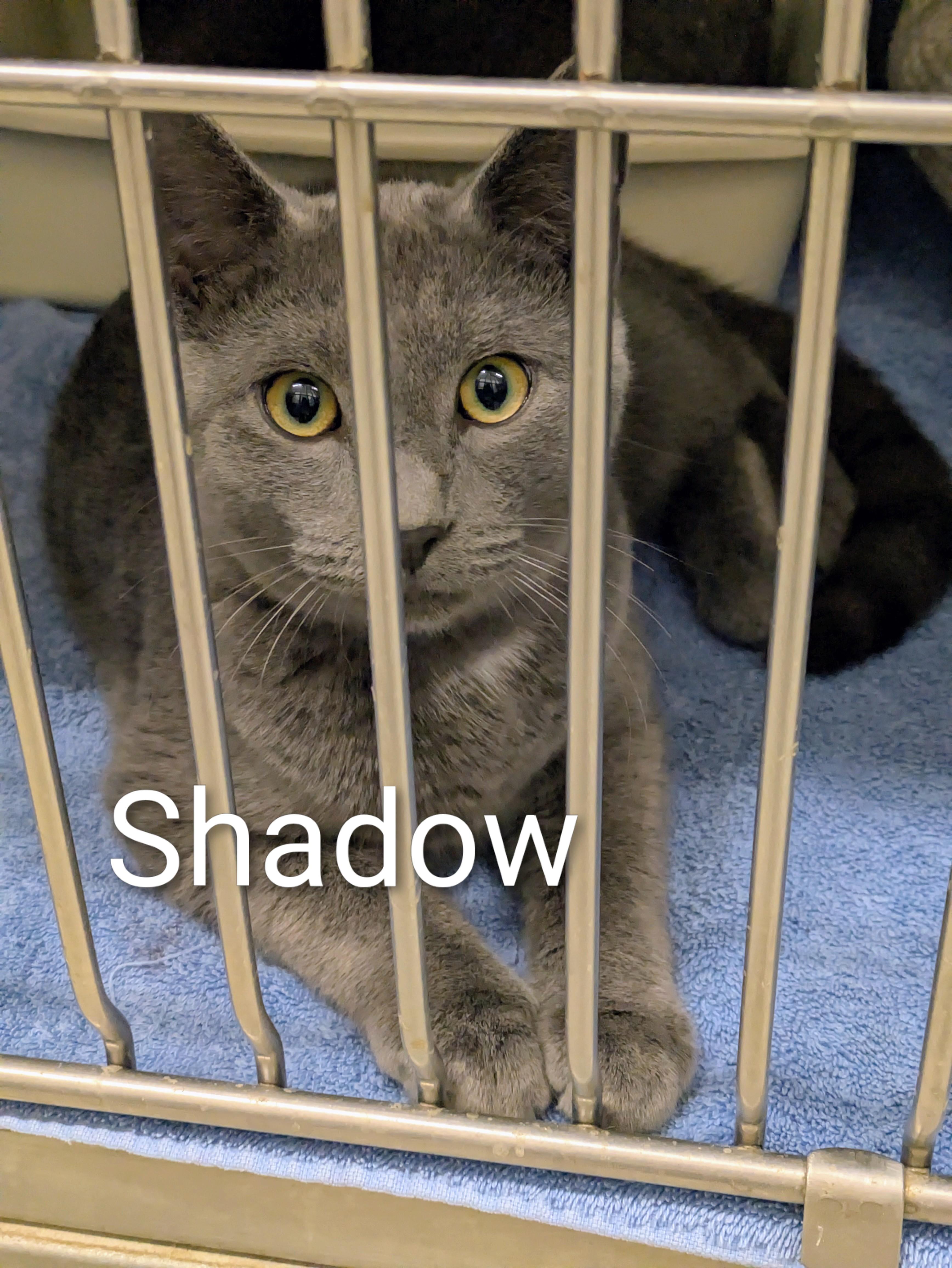 Shadow, Adoptable, Young Male Domestic Short Hair.