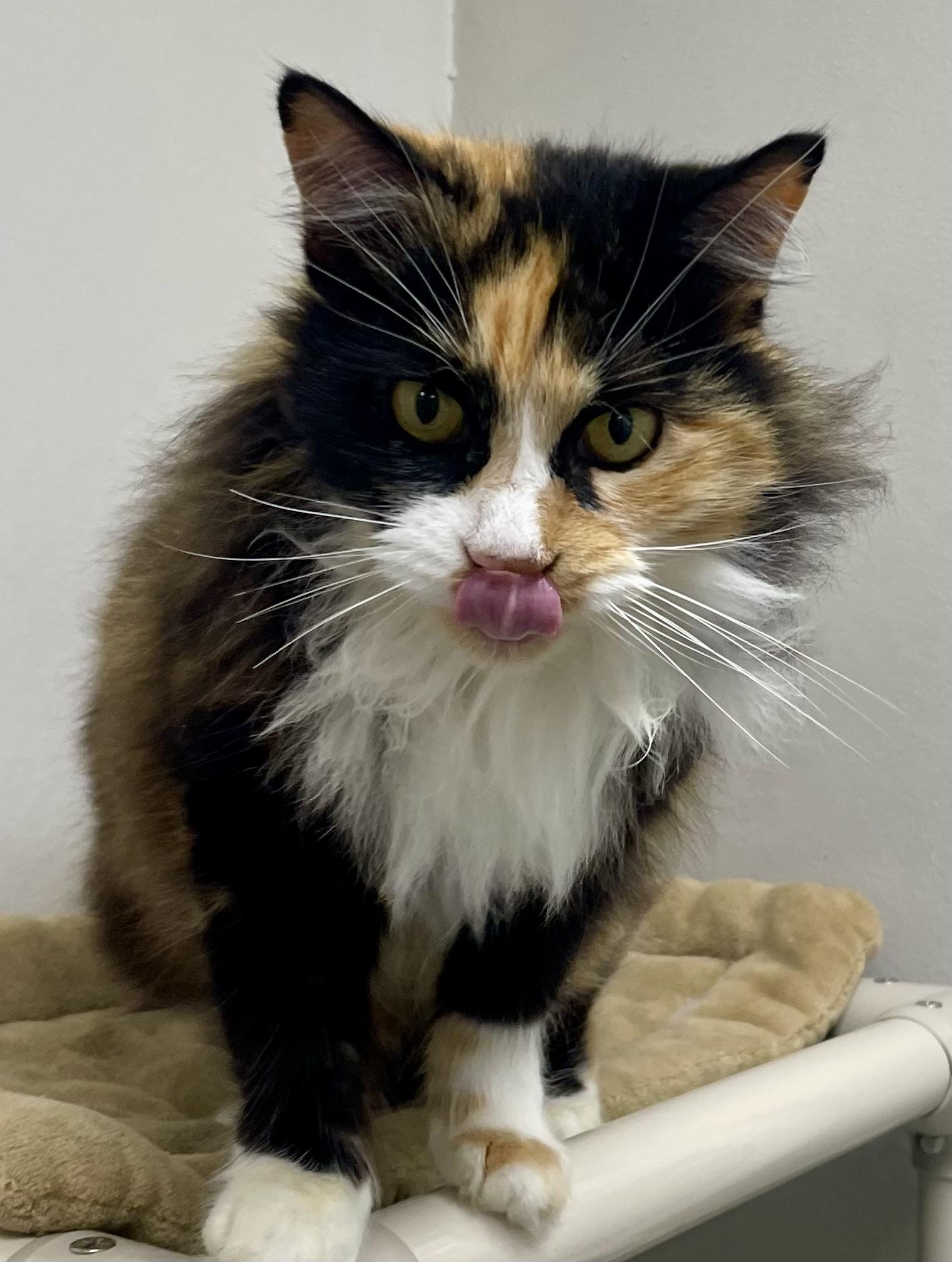 Miss Kitty, ADOPTABLE, Senior Female Domestic Long Hair.