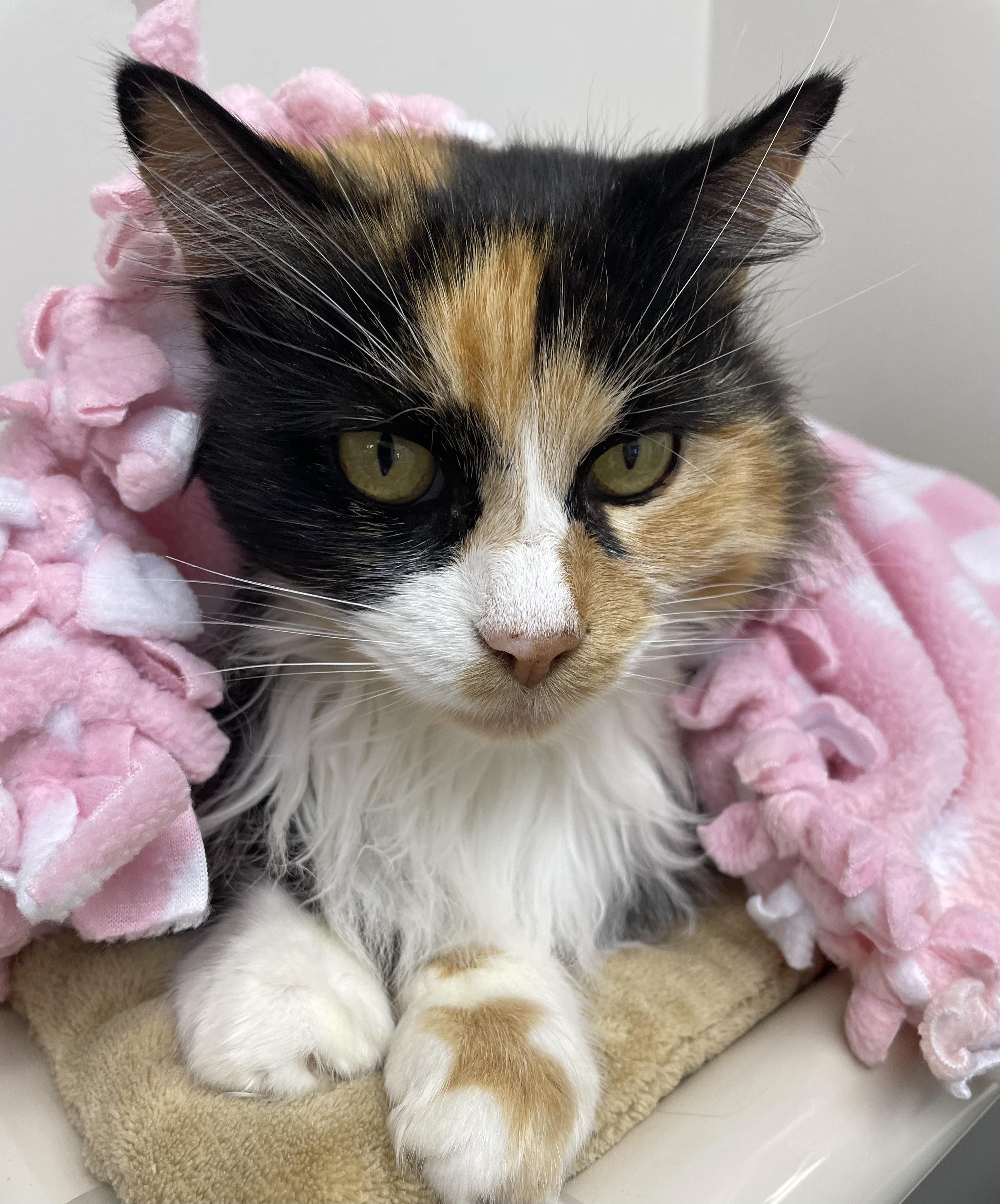 Enlarge Miss Kitty, a ADOPTABLE Domestic Long Hair in Fernandina Beach, FL image 3/5