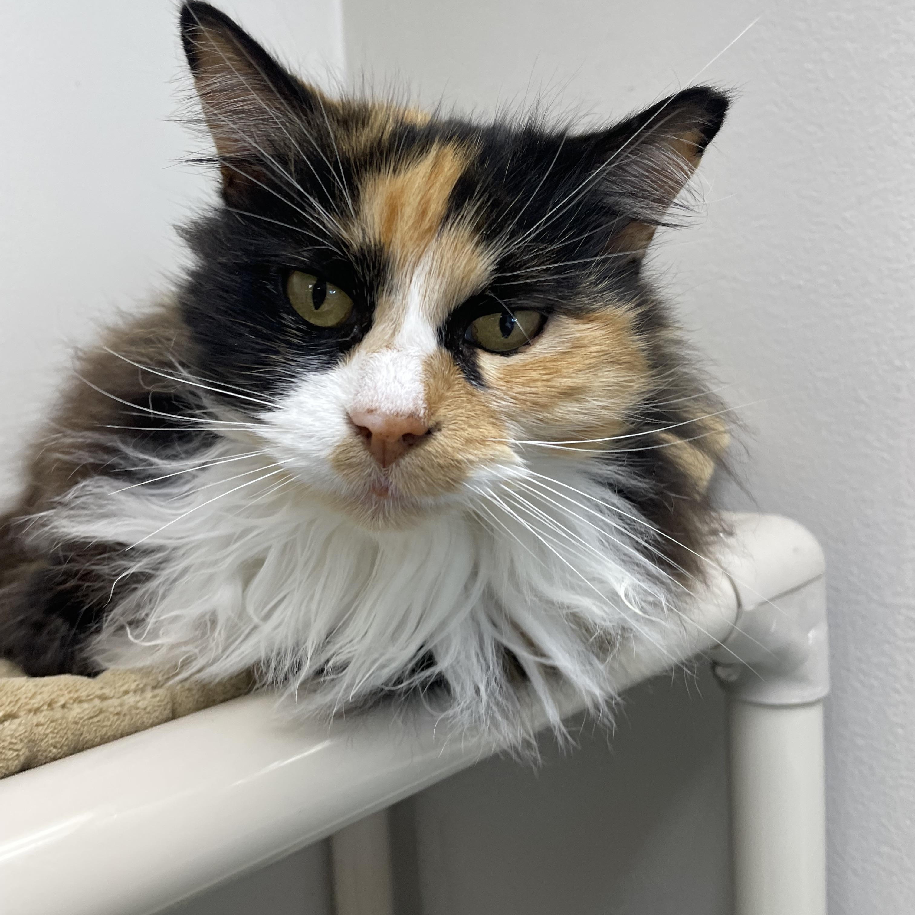 Enlarge Miss Kitty, a ADOPTABLE Domestic Long Hair in Fernandina Beach, FL image 5/5
