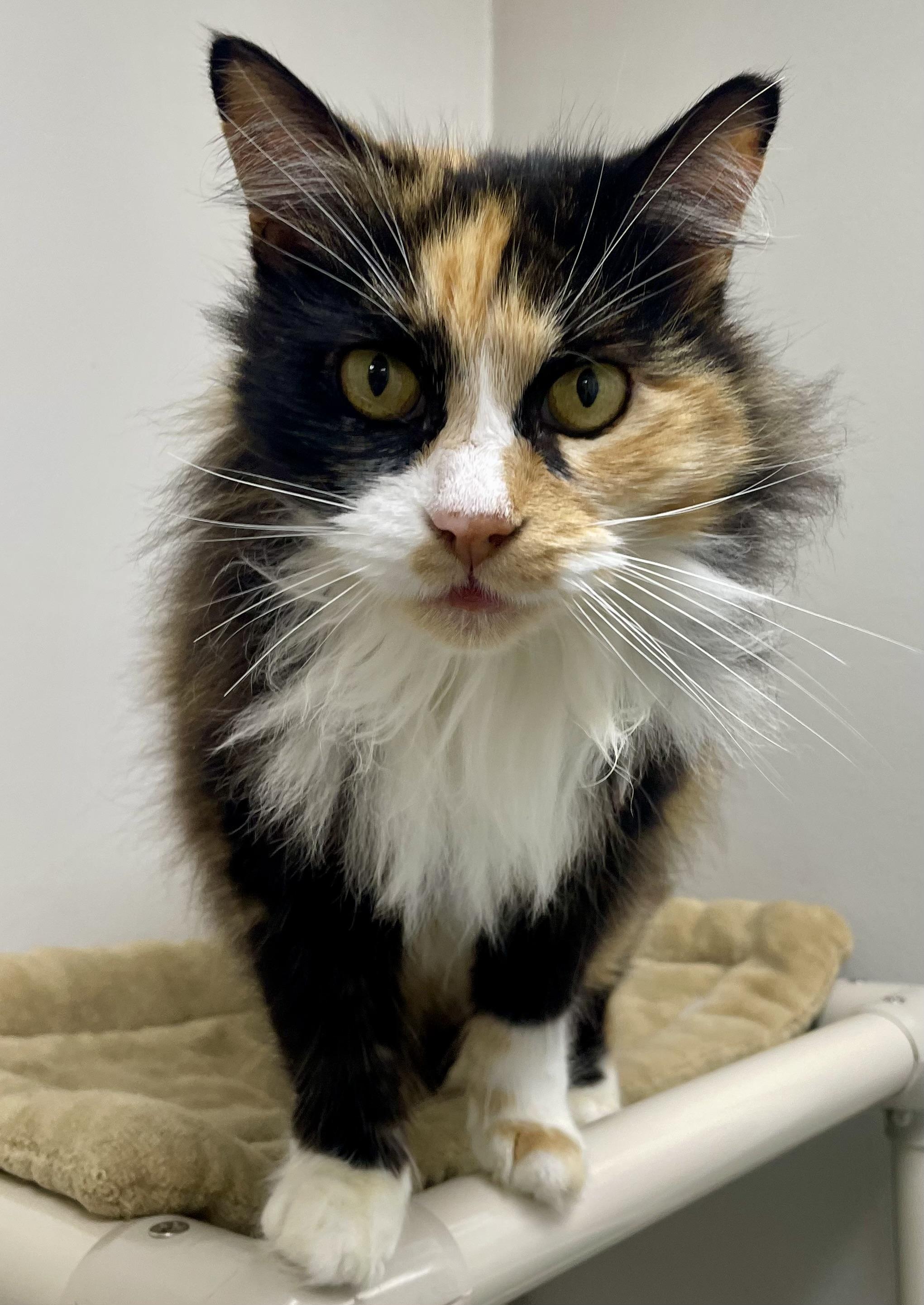 Enlarge Miss Kitty, a ADOPTABLE Domestic Long Hair in Fernandina Beach, FL image 4/5
