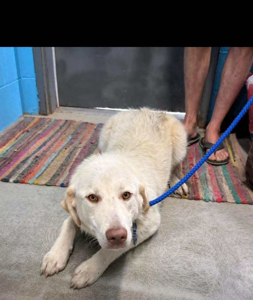Enlarge Tina, a Adoptable Great Pyrenees in Camden, TN image 1/1