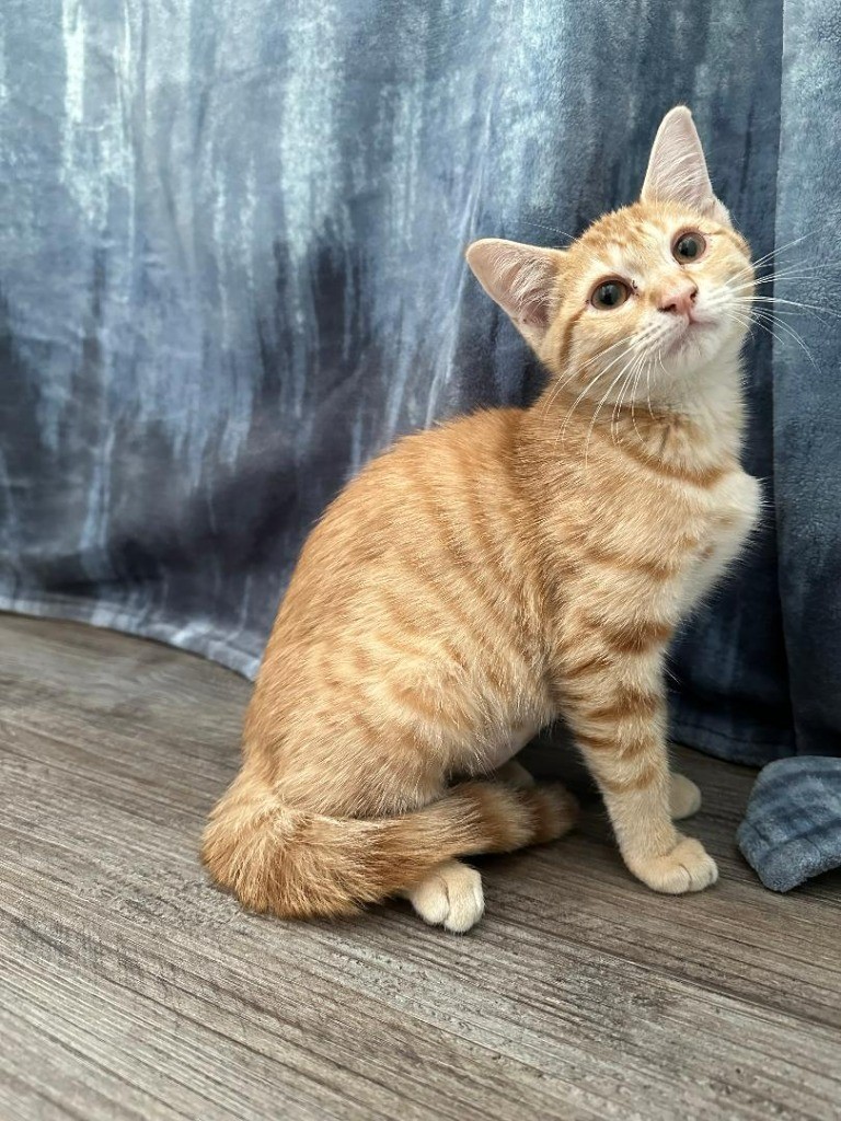 Cat for adoption Sunflower, a Domestic Short Hair in Benld, IL