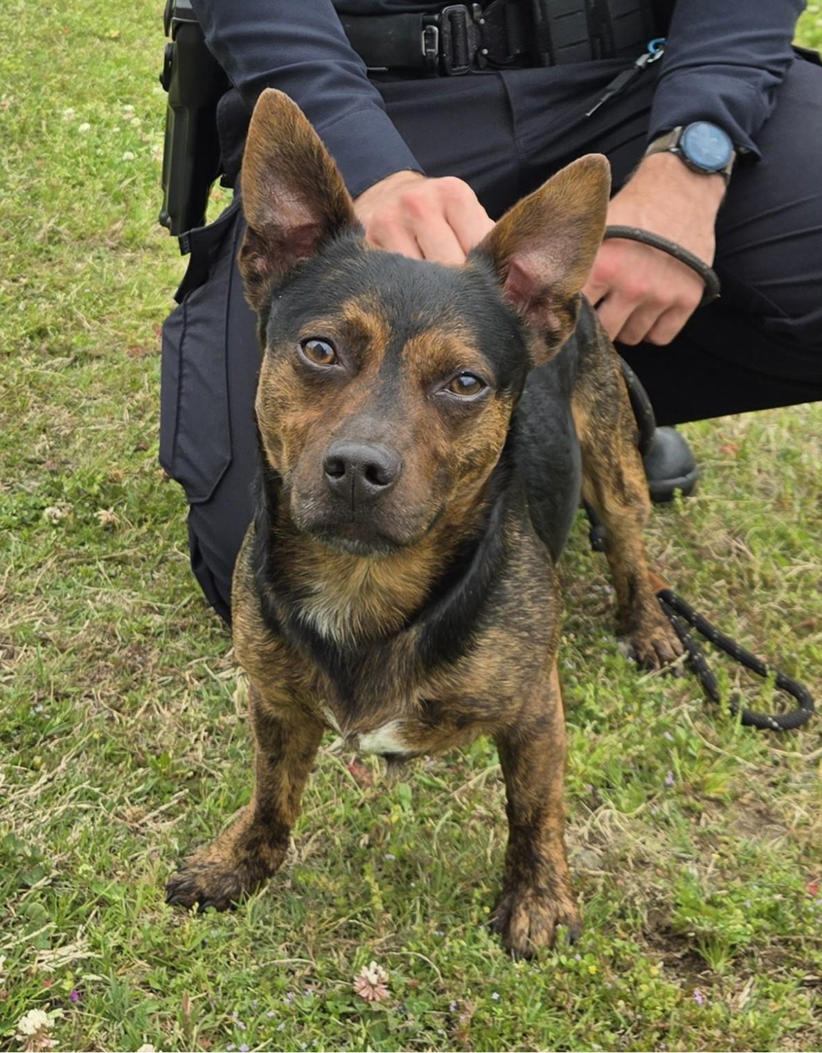 Enlarge BUTCH, a ADOPTABLE mixed breed in Claremore, OK image 2/3