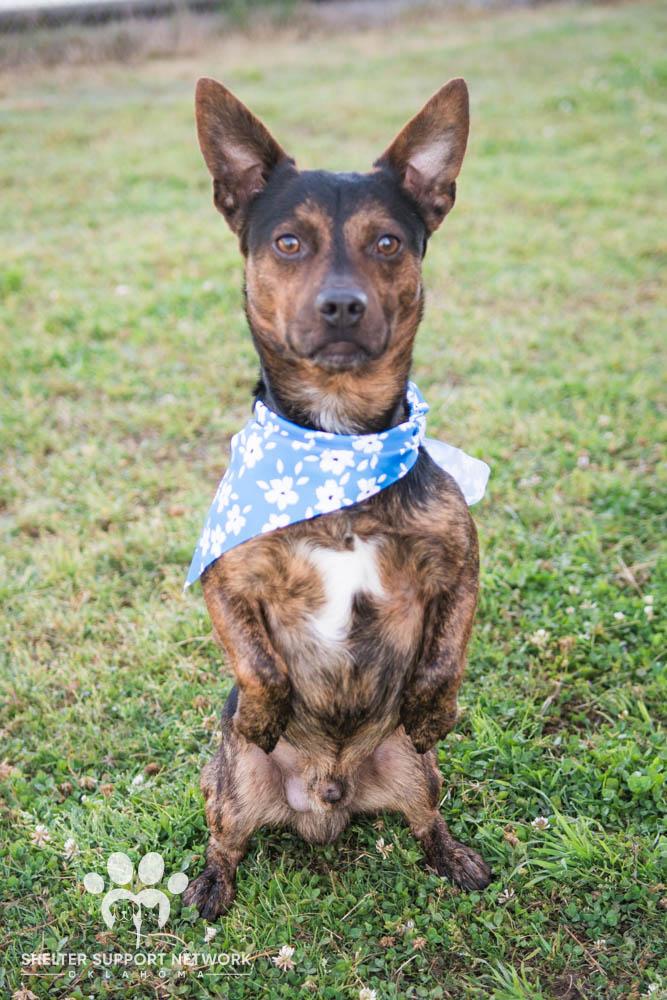 Enlarge BUTCH, a ADOPTABLE mixed breed in Claremore, OK image 1/3