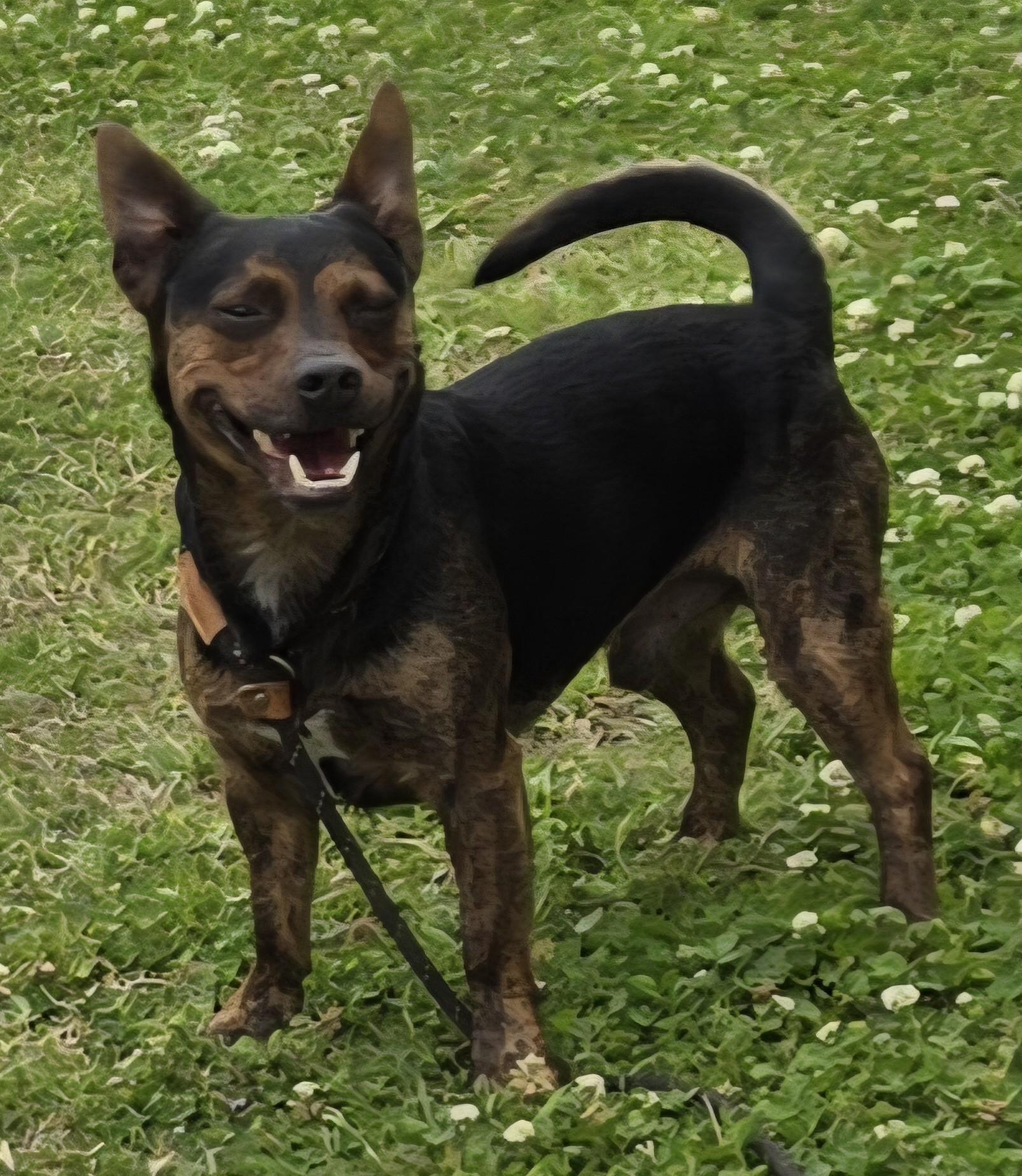 Enlarge BUTCH, a ADOPTABLE mixed breed in Claremore, OK image 3/3