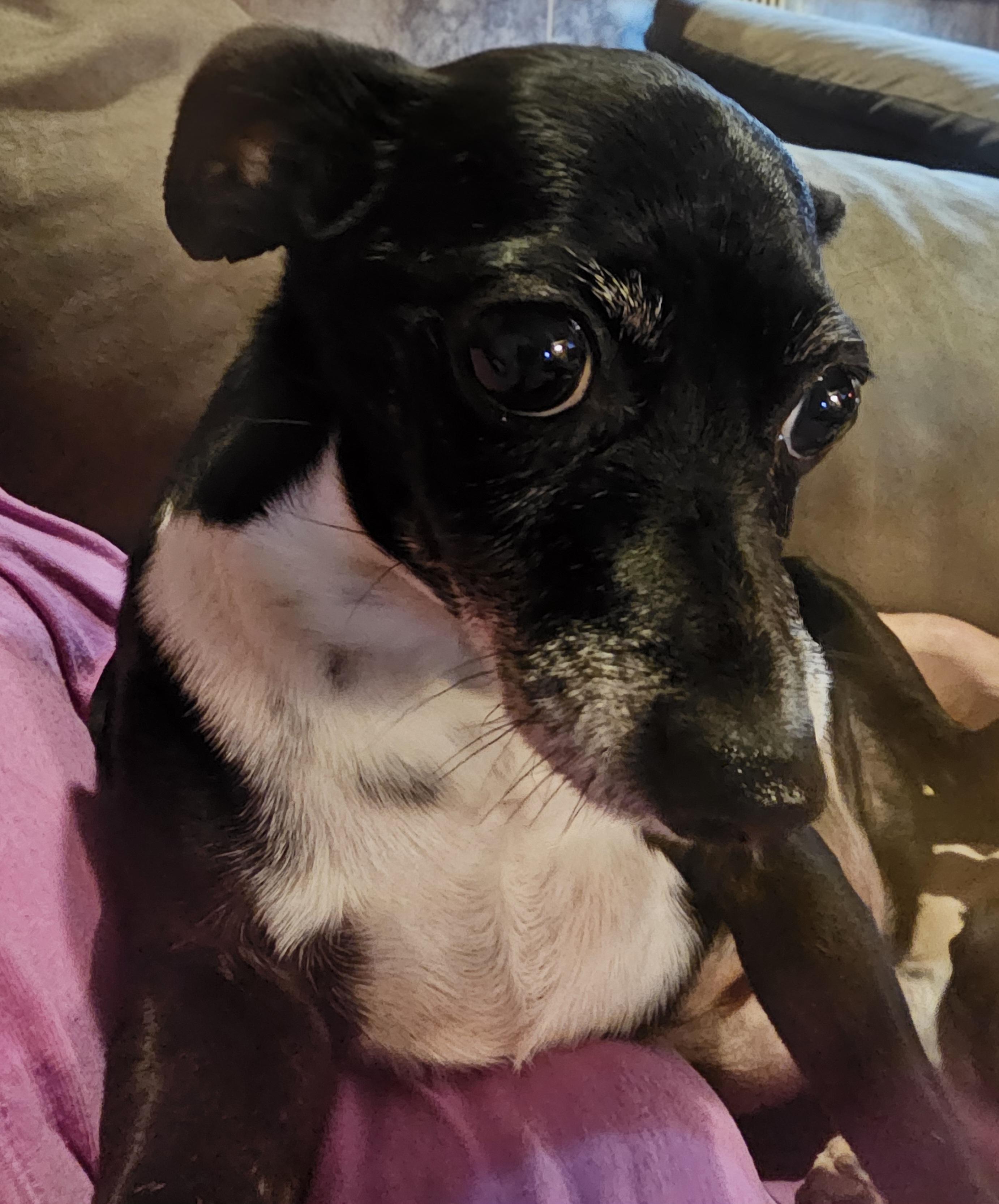 Skye, ADOPTABLE, Adult Female Chihuahua.