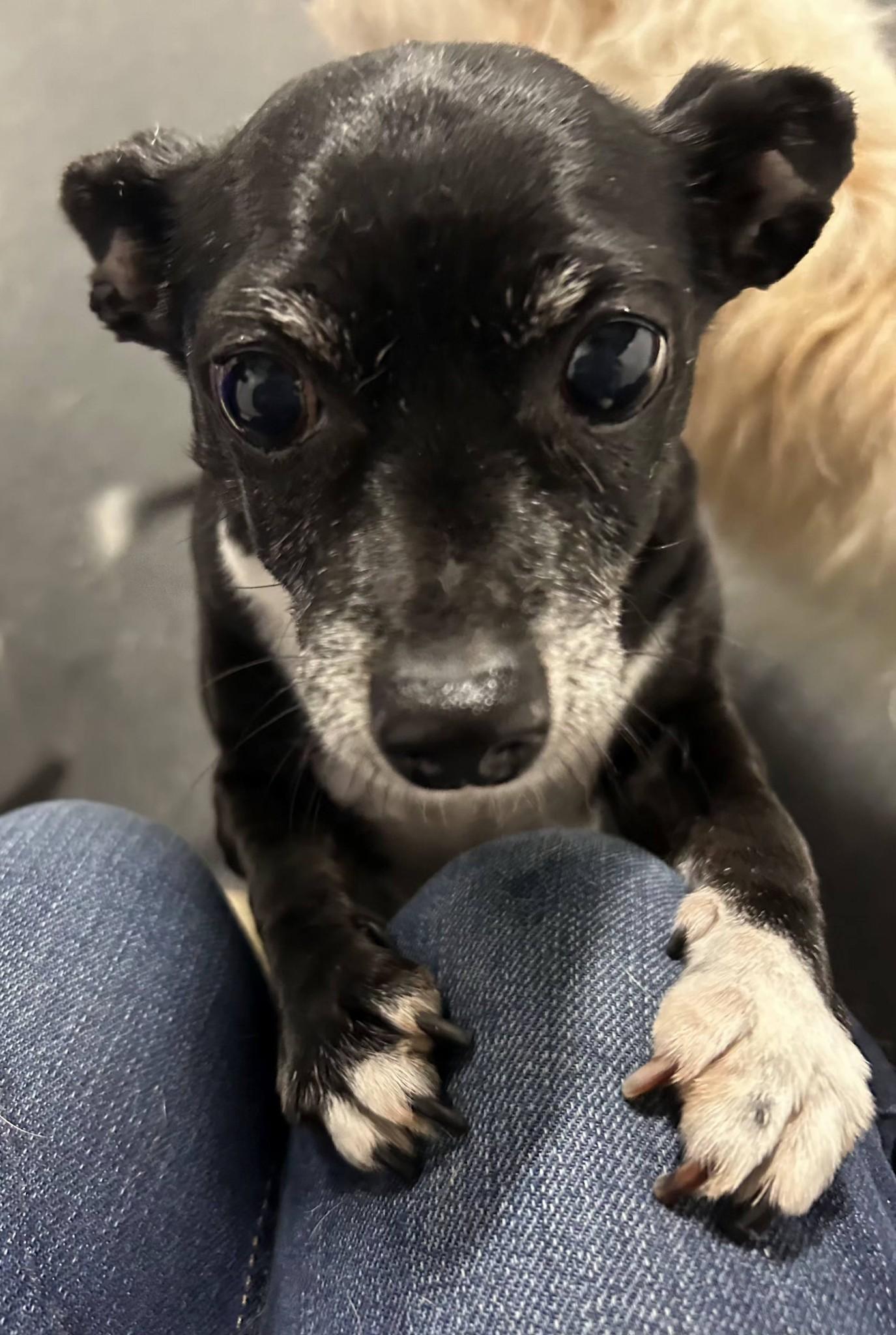 Enlarge Skye, a ADOPTABLE mixed breed in Salem, OR image 2/2