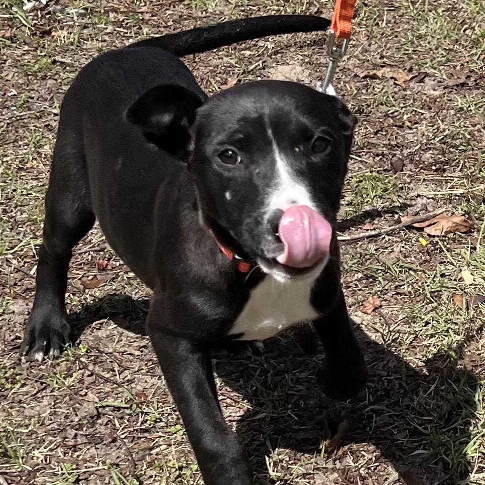 Enlarge PANCAKES, a Adoptable mixed breed in QUINCY, FL image 1/4