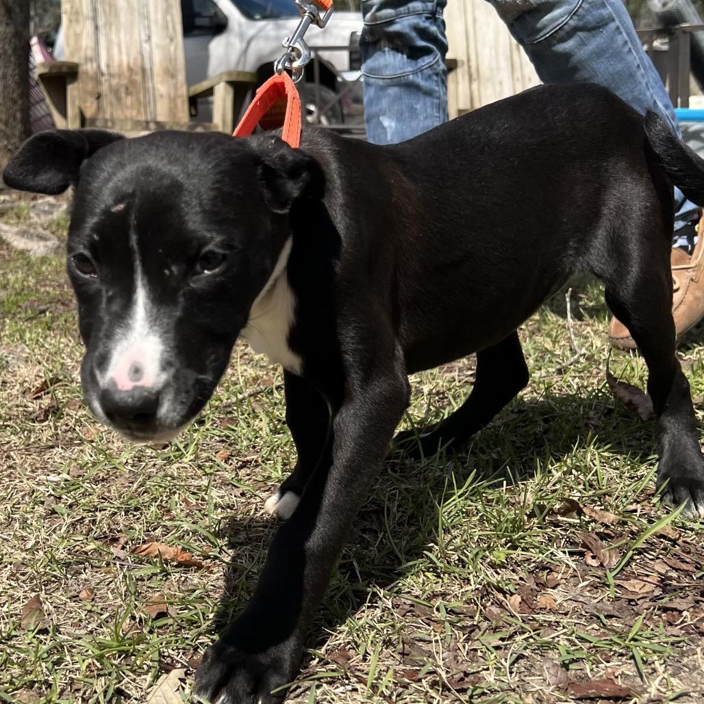 Enlarge PANCAKES, a Adoptable mixed breed in QUINCY, FL image 2/4