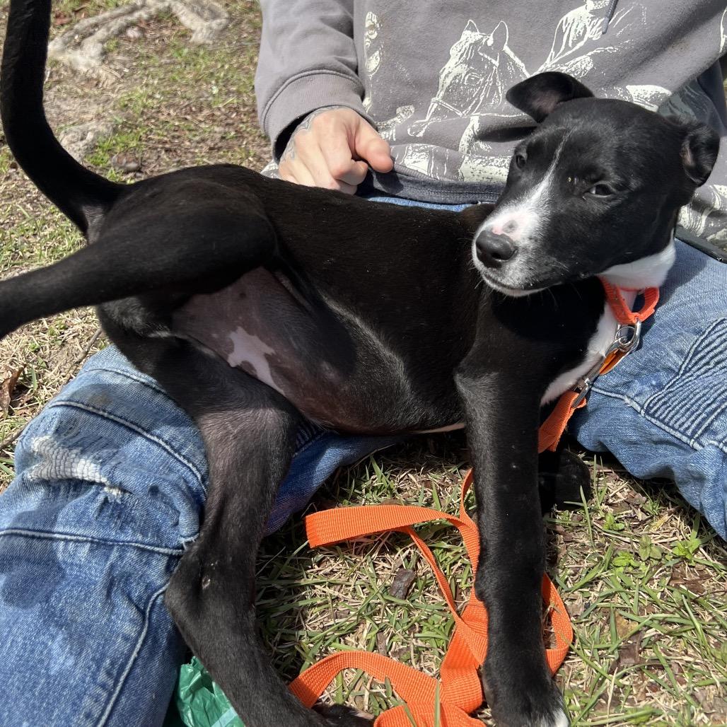 Enlarge PANCAKES, a Adoptable mixed breed in QUINCY, FL image 3/4