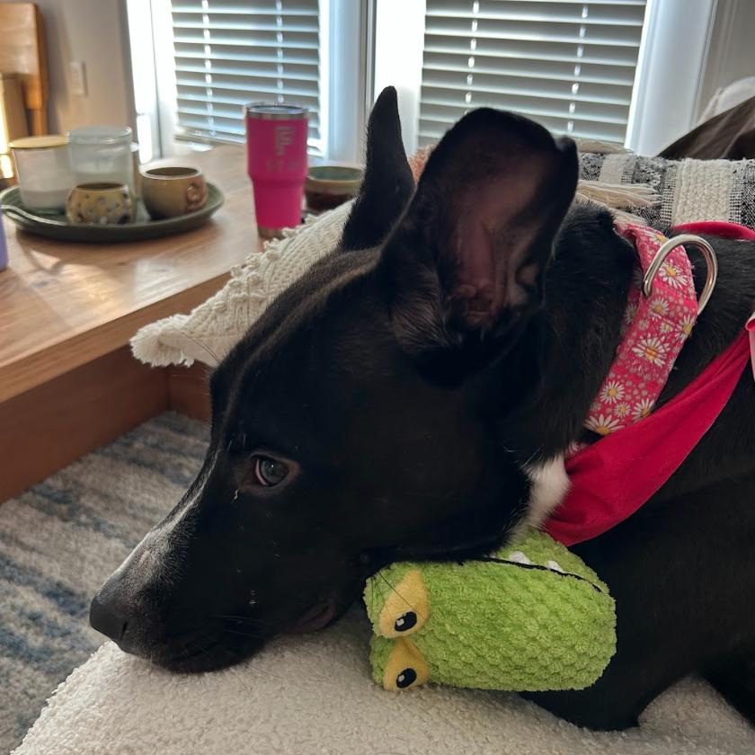 PANCAKES, Adoptable, Adult Female Belgian Shepherd / Malinois & Mixed Breed.