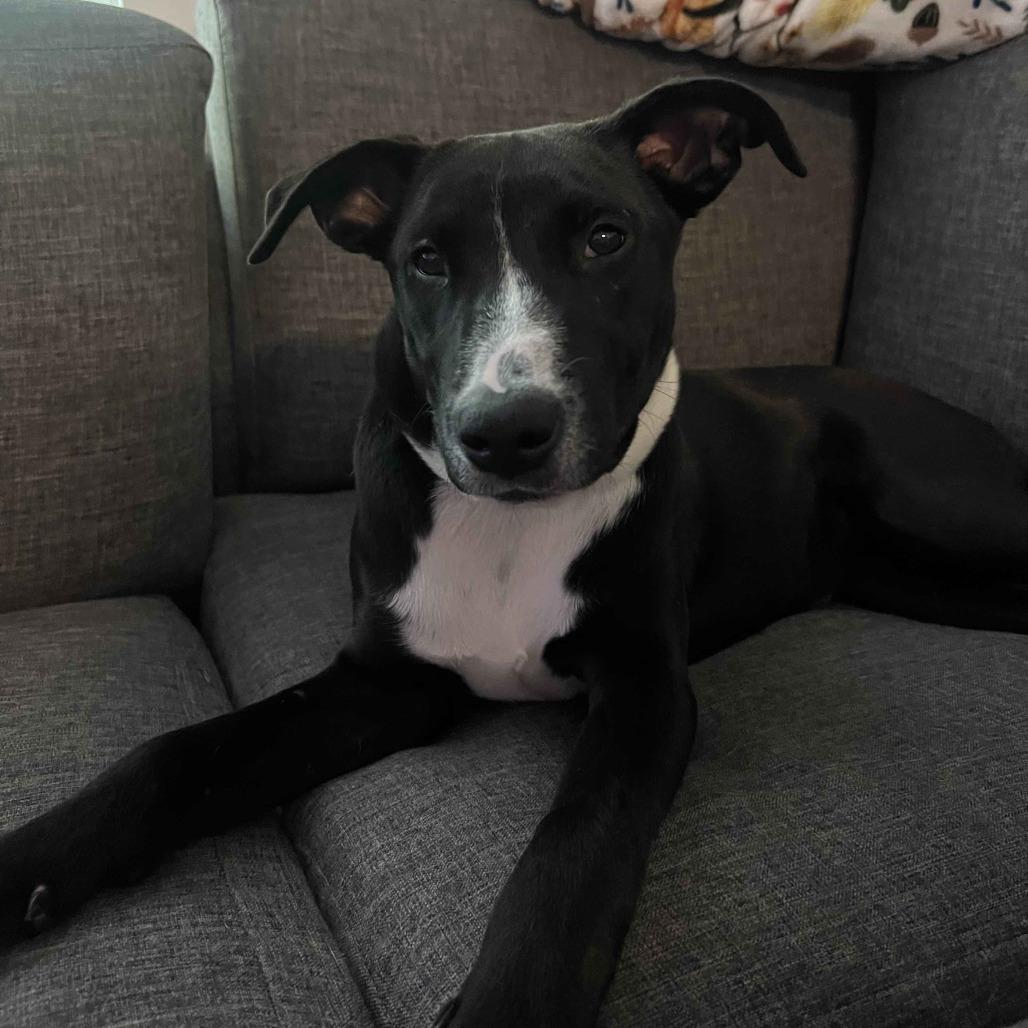 PANCAKES, Adoptable, Young Female Belgian Shepherd / Malinois & Mixed Breed.