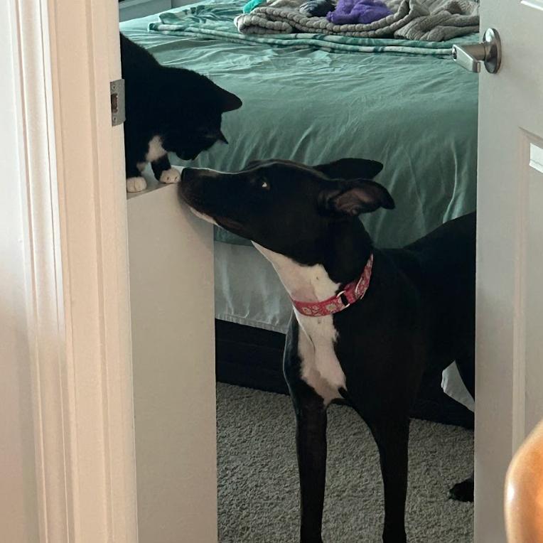Enlarge PANCAKES, a Adoptable mixed breed in QUINCY, FL image 3/5