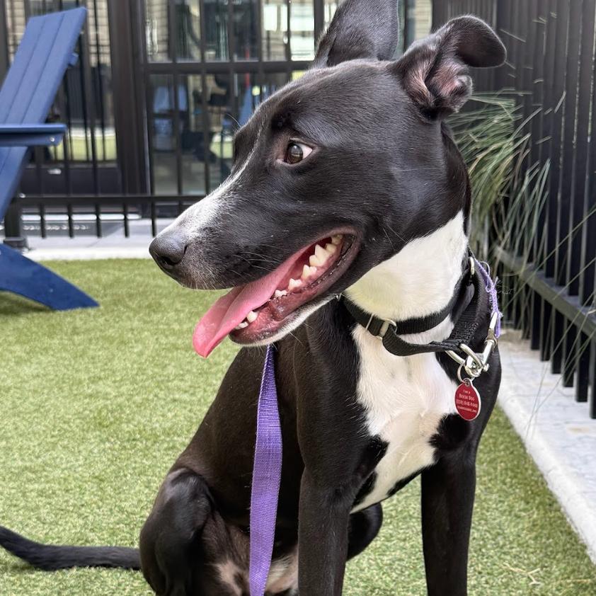 Enlarge PANCAKES, a Adoptable mixed breed in QUINCY, FL image 2/3