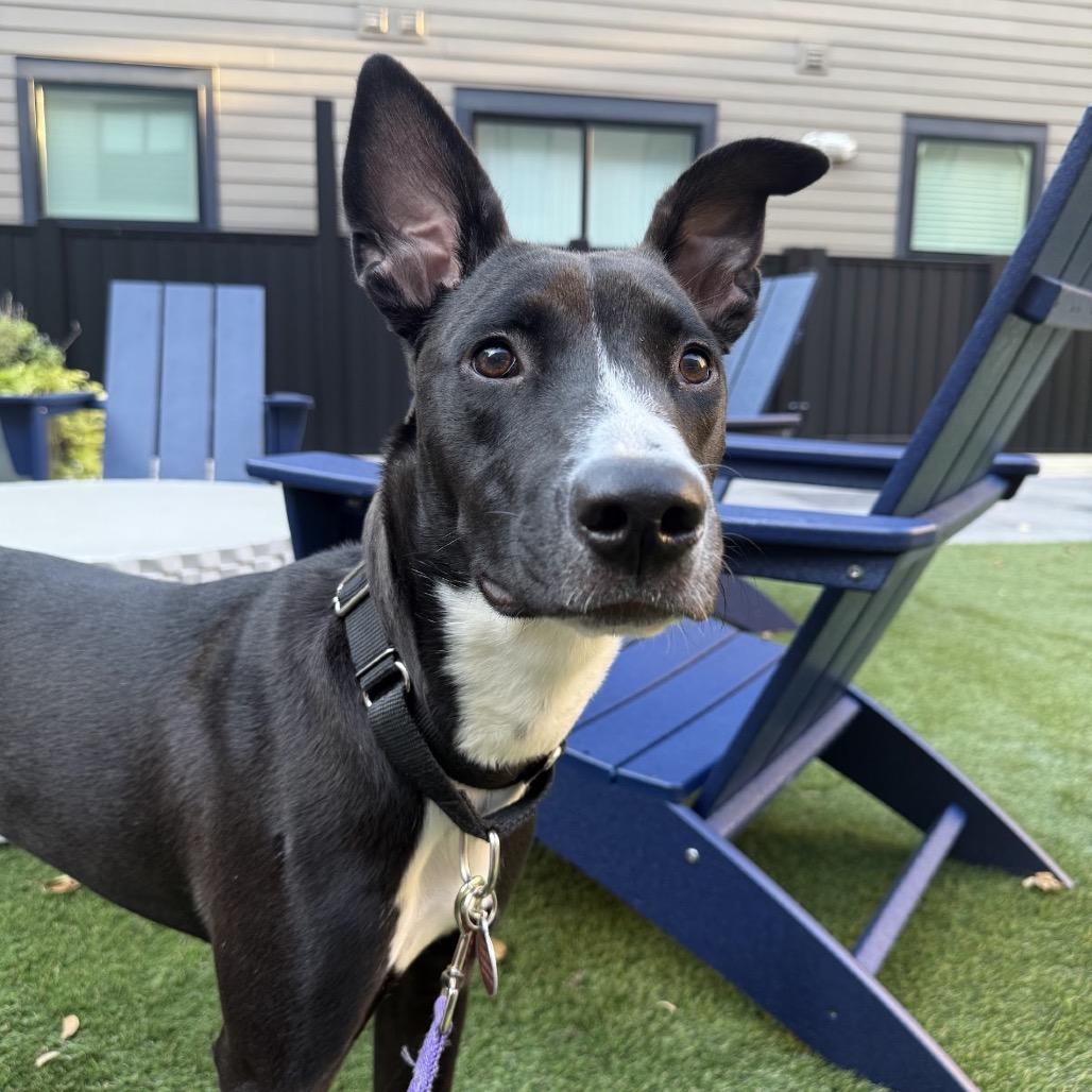 Enlarge PANCAKES, a Adoptable mixed breed in QUINCY, FL image 3/3