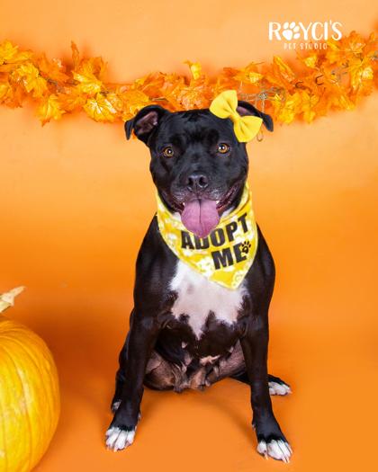 Enlarge Sierra (91024) , a ADOPTABLE mixed breed in Spanish Fork, UT image 1/1