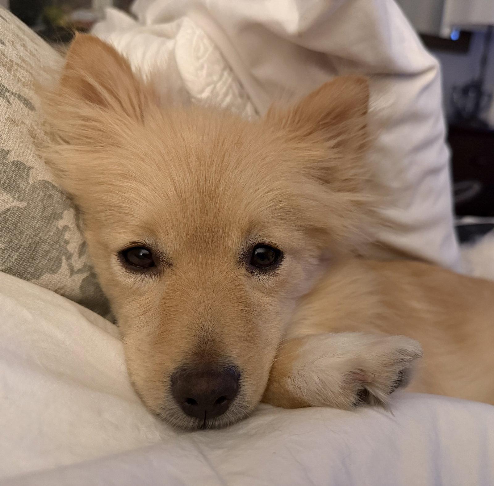 Enlarge Georgie, a Adopted Pomeranian in Garland, TX image 1/3