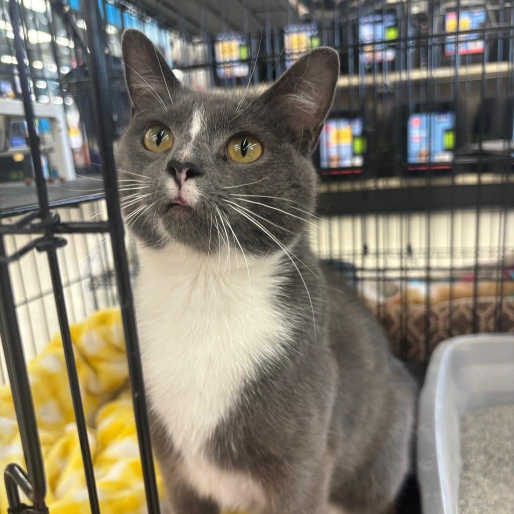 Gloria, Adoptable, Young Female Domestic Short Hair.
